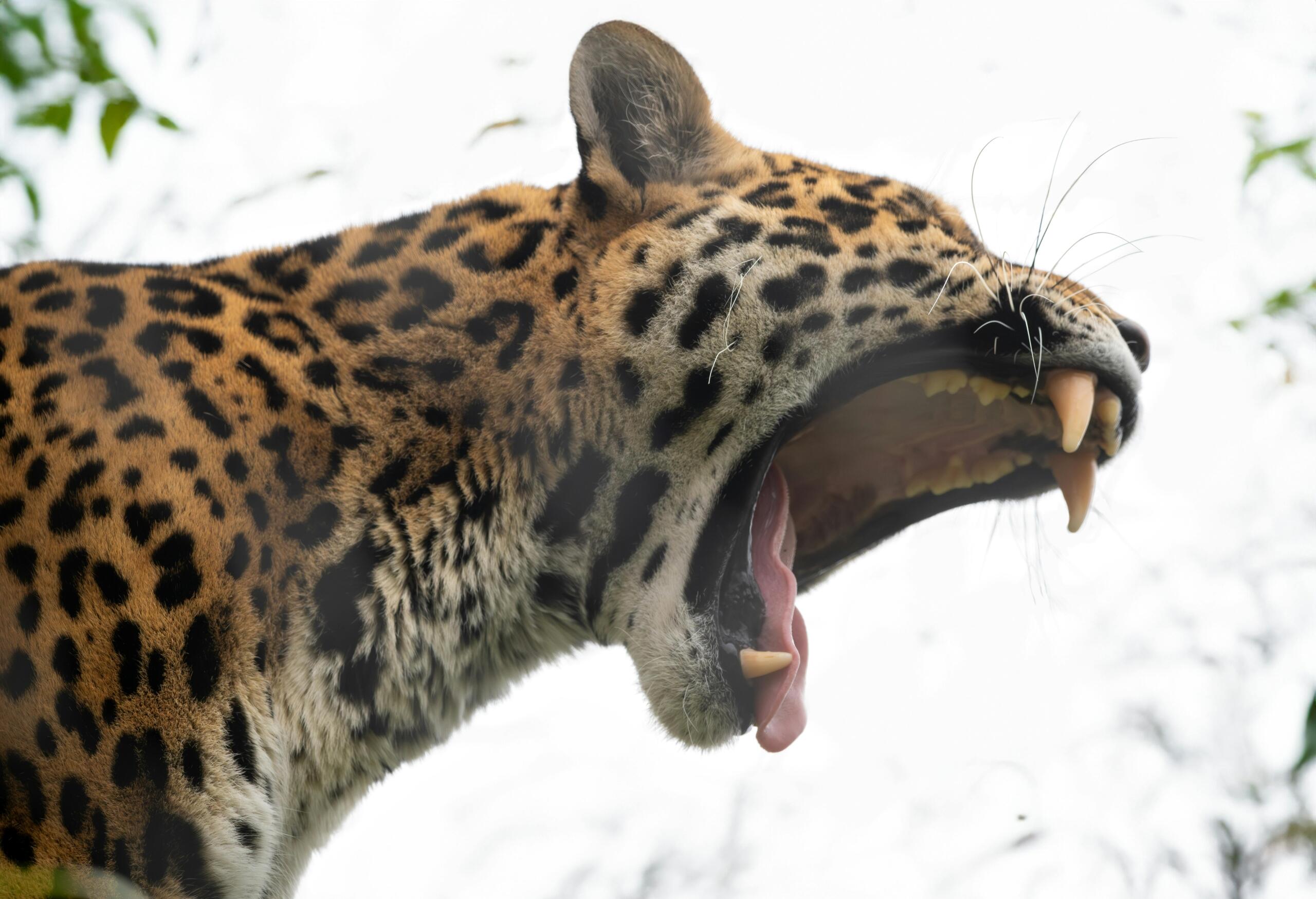 El jaguar (Panthera onca) 