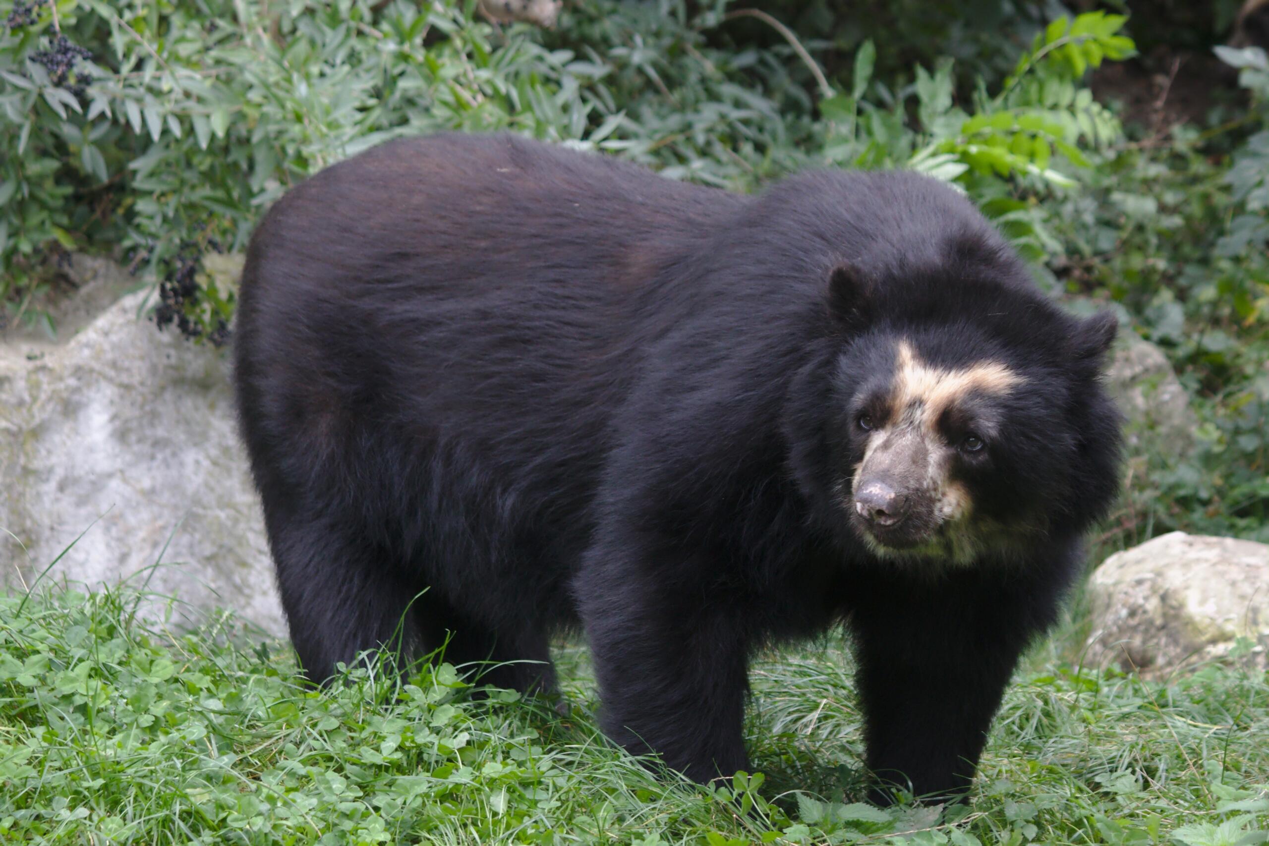 El Oso de Anteojos u Oso Andino (Tremarctos ornatus)