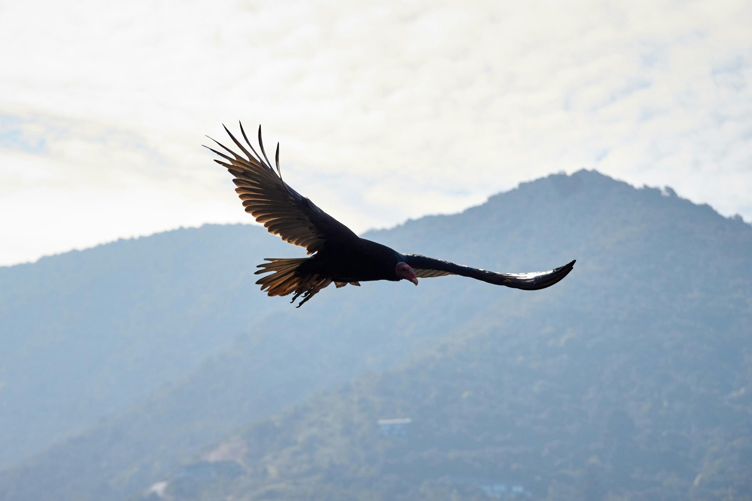 Cóndor de los Andes, animal emblemático de Colombia