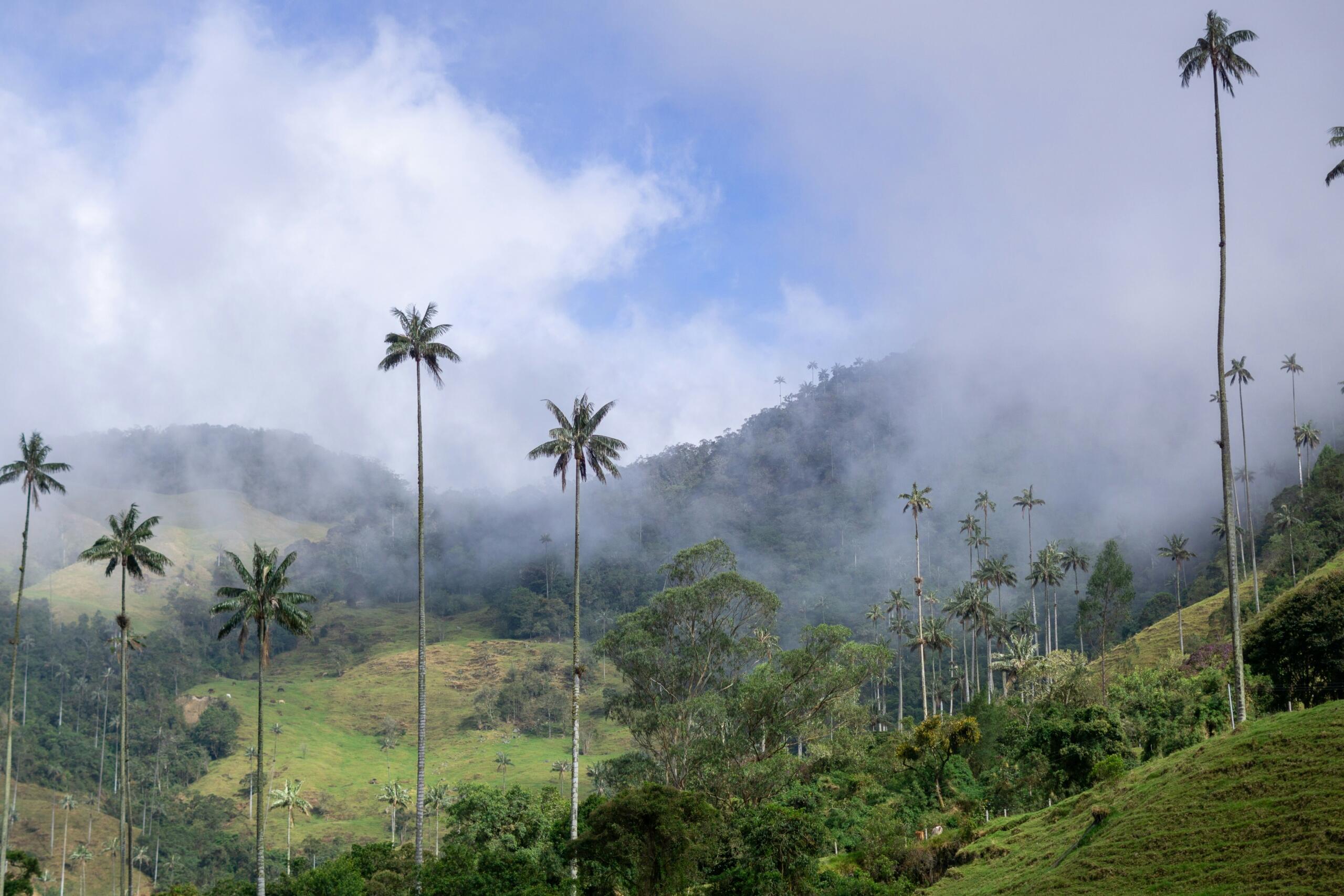 ¿Cuáles son los símbolos naturales de Colombia?