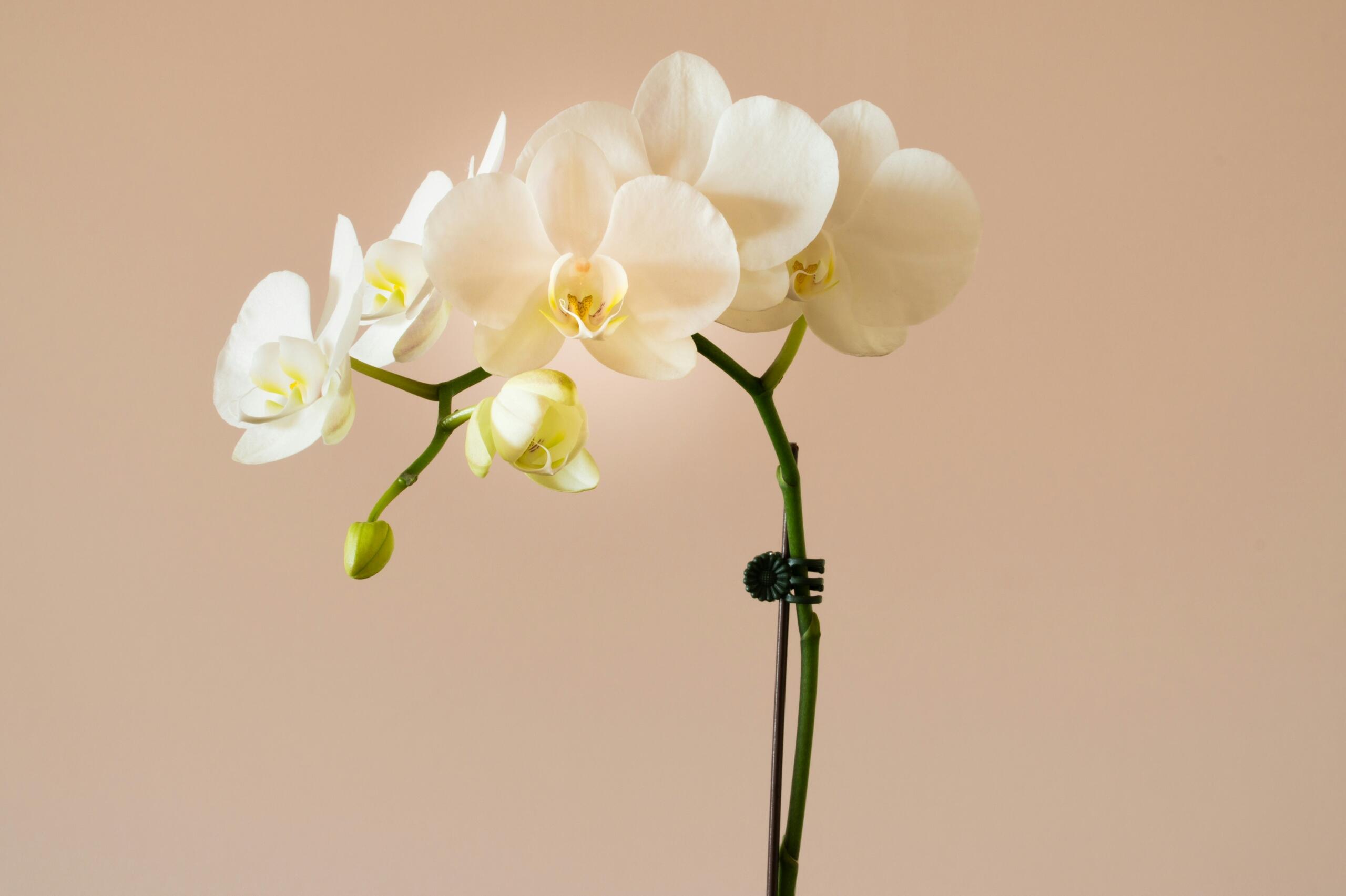 Flor nacional de Colombia: la orquídea Cattleya trianae