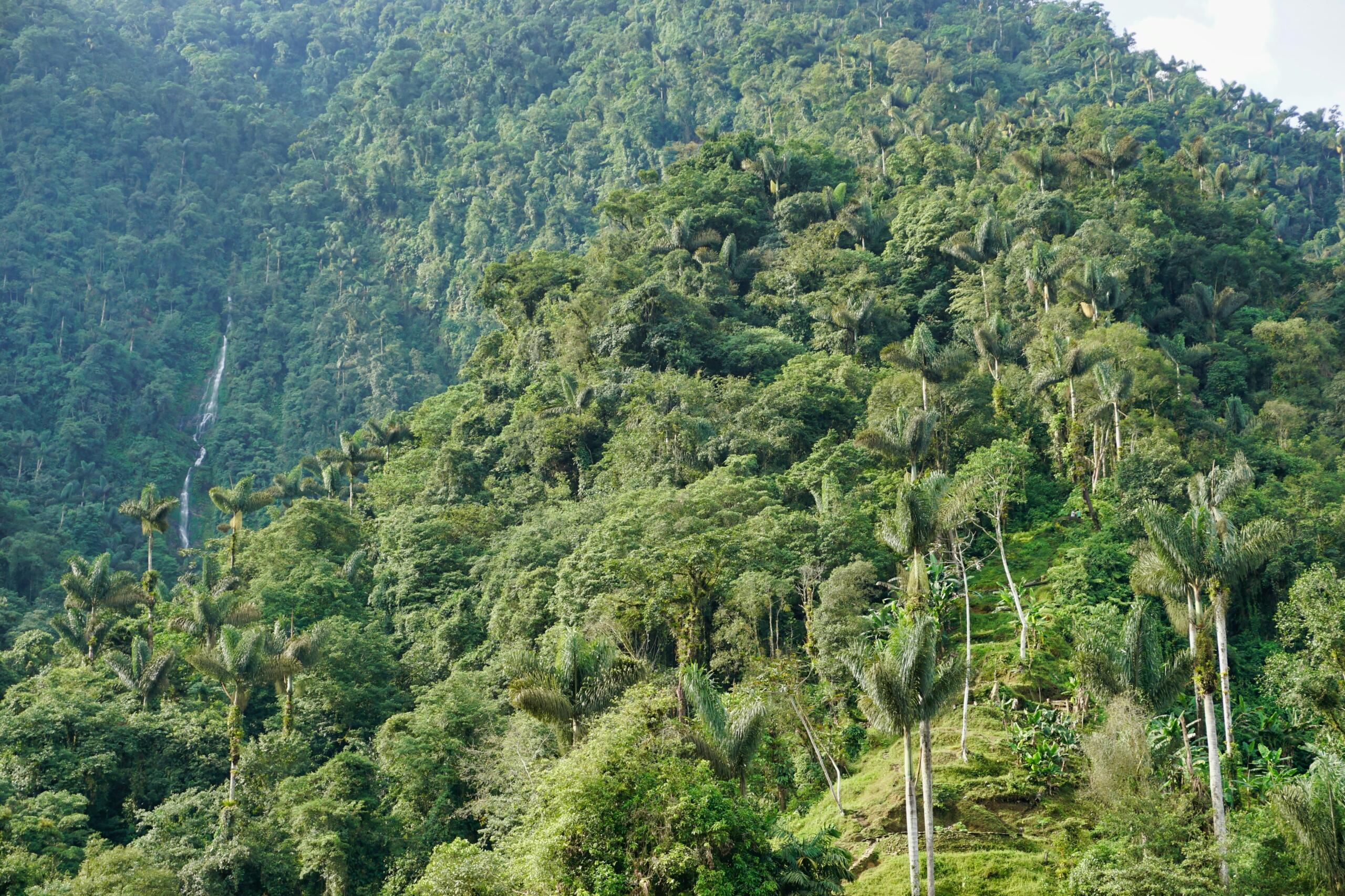 Importancia de los símbolos naturales de Colombia
