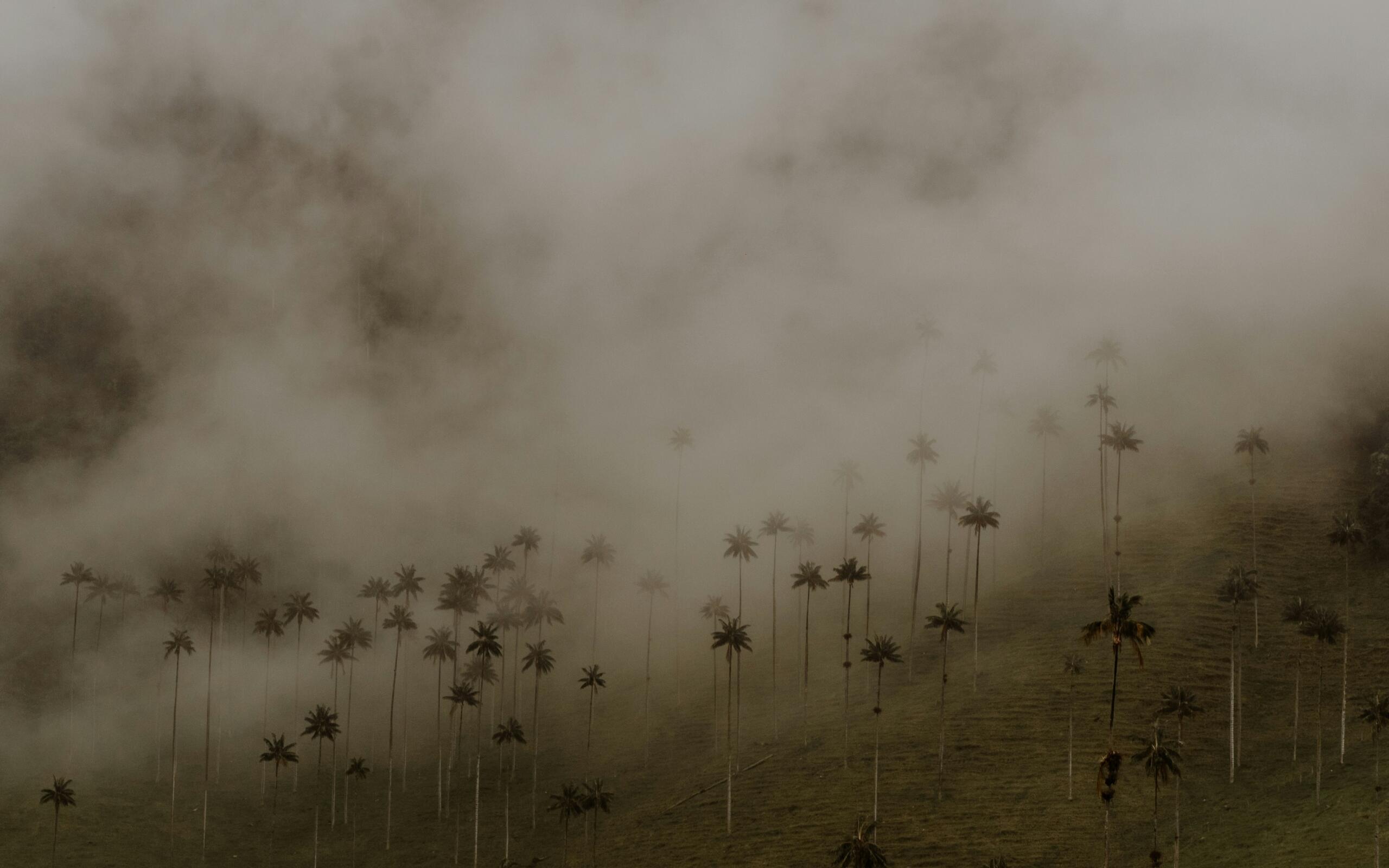 La palma de cera y el Valle de Cocora
