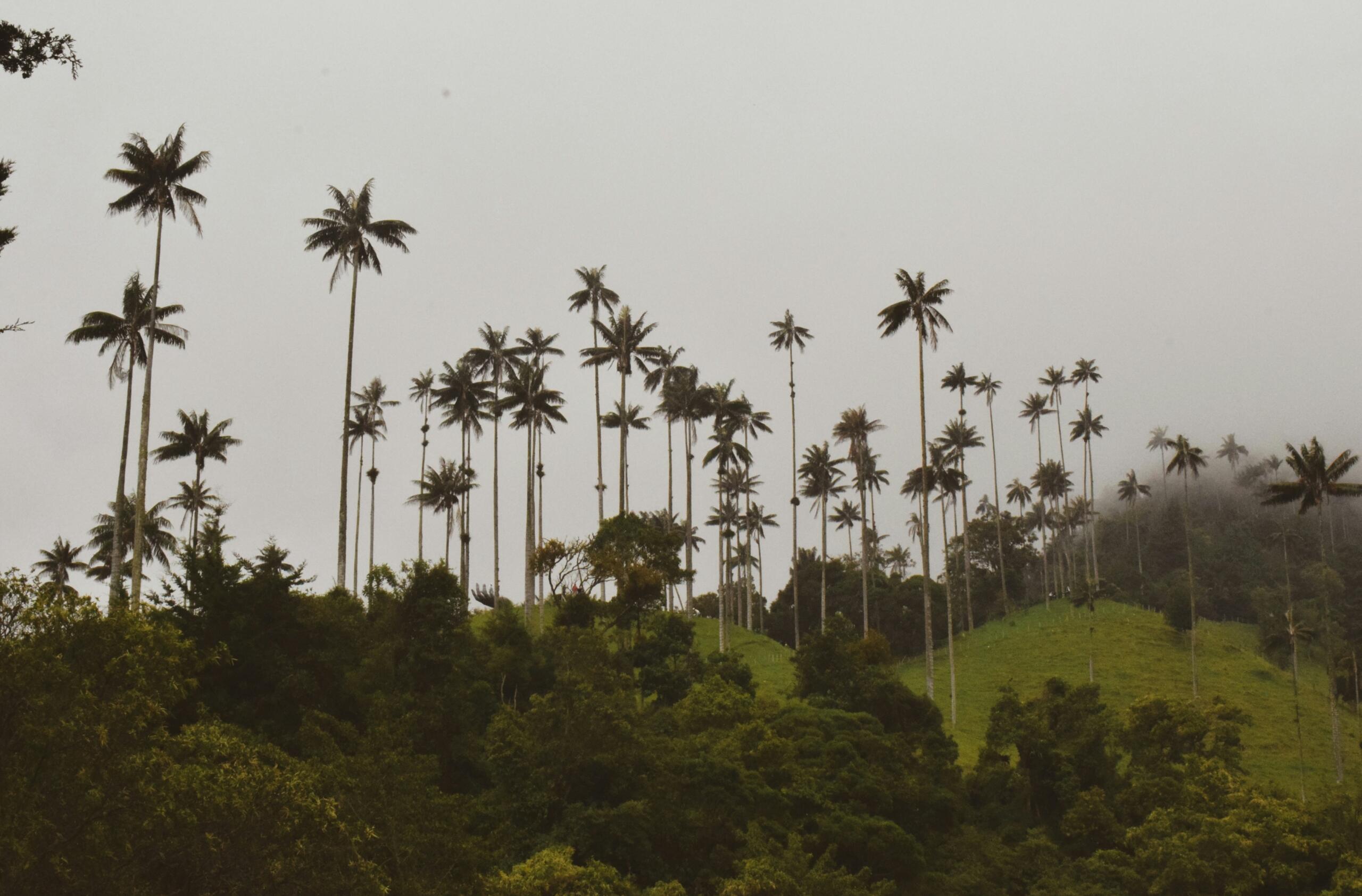 Símbolos naturales de Colombia: cuáles son y qué significan