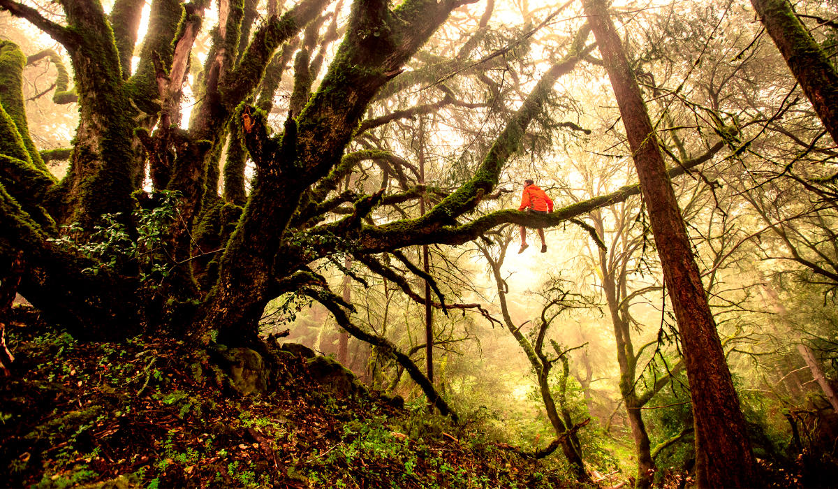 Cuando decidas aventurarte en entornos naturales como el Daintree Rainforest, es crucial informar a alguien sobre tus planes y ubicación, ya que la seguridad es fundamental en estas áreas, garantizando así un viaje más seguro y tranquilo