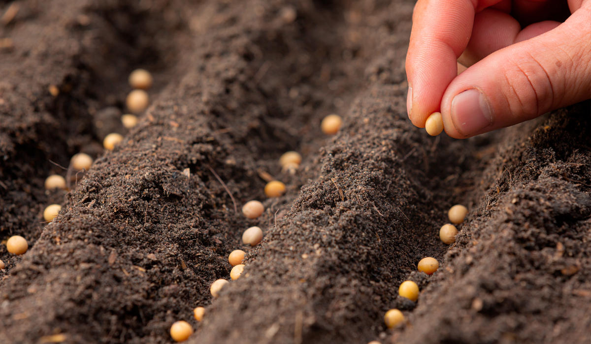 Al cruzar semillas de formas distintas, Mendel notó que una de cada cuatro plantas exhibía rasgos dominantes