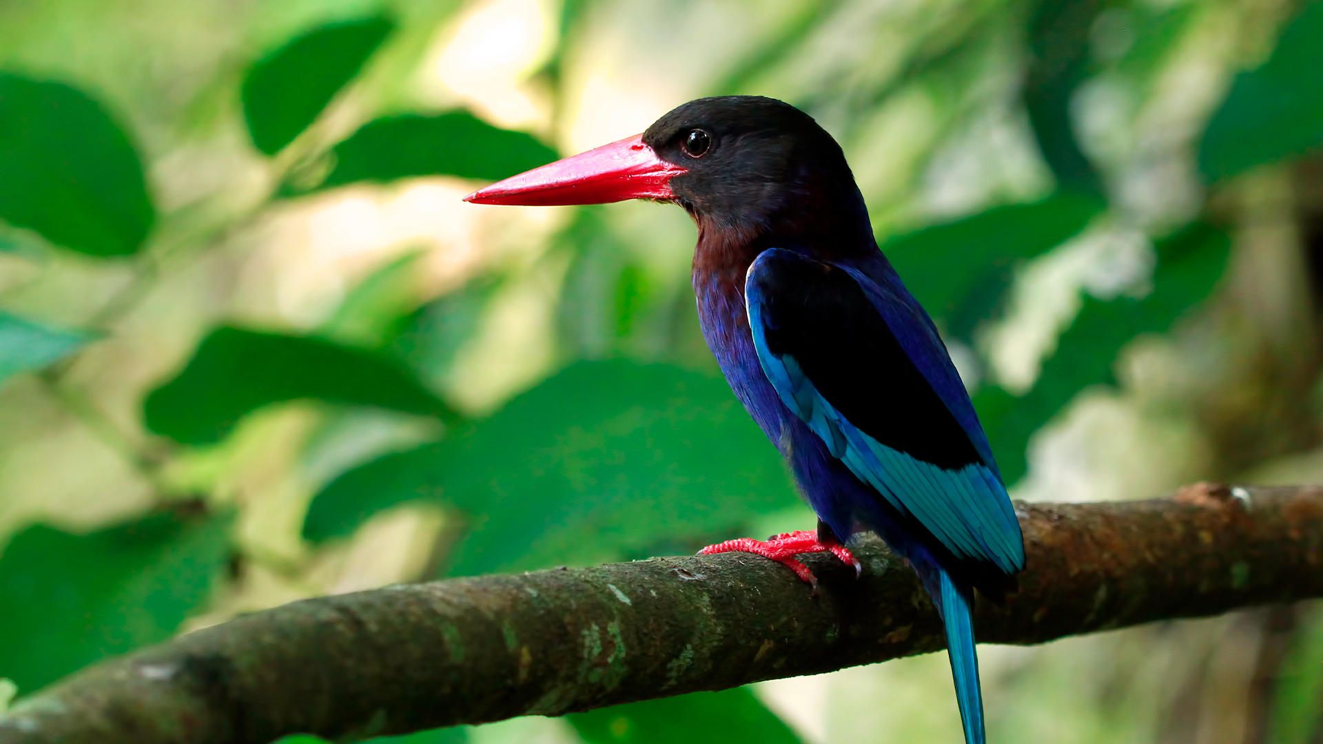 Tesoros escondidos para los amantes del senderismo en Costa Rica.