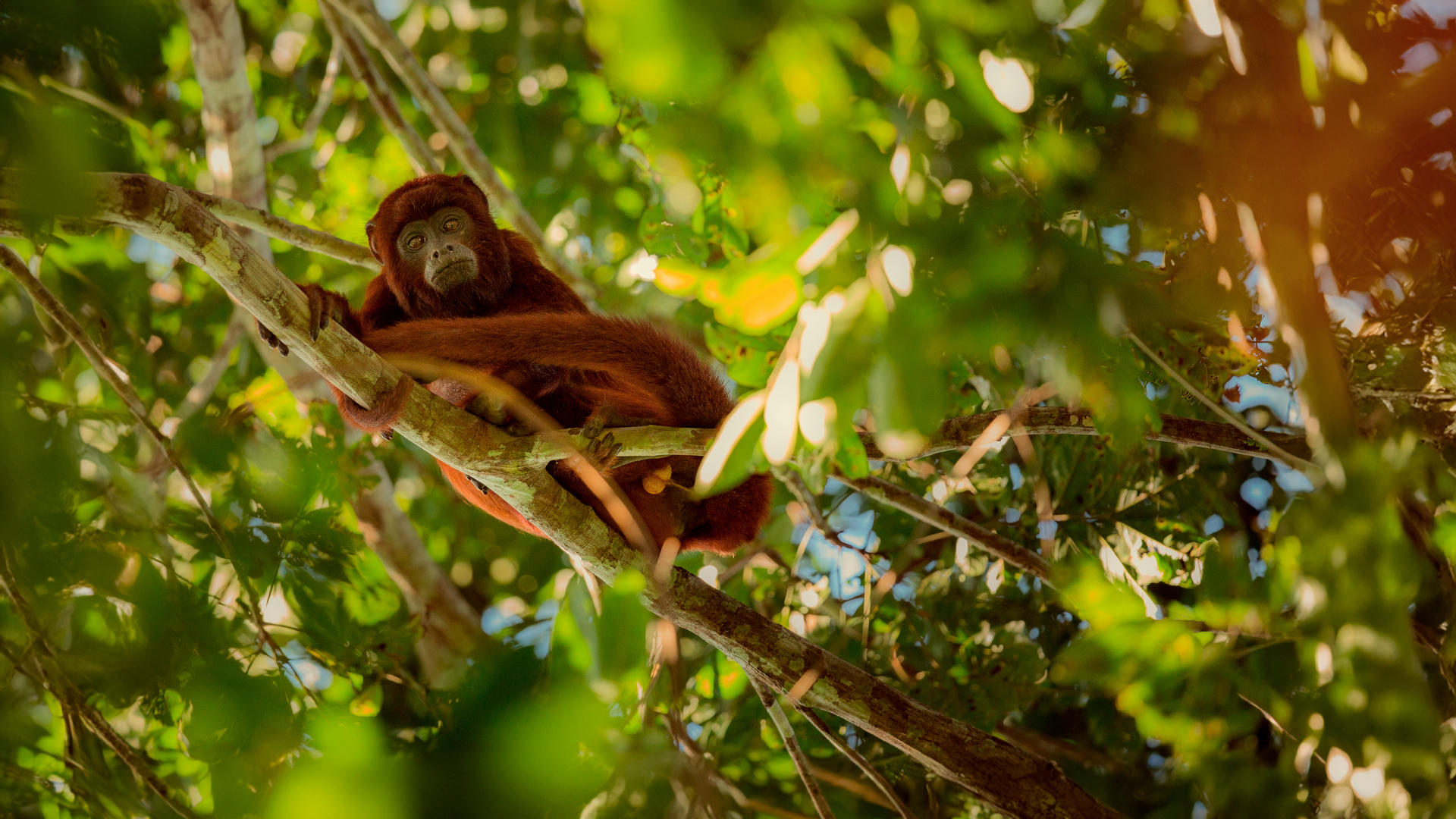 Caminatas inolvidables: los senderos que te conquistarán en Limón