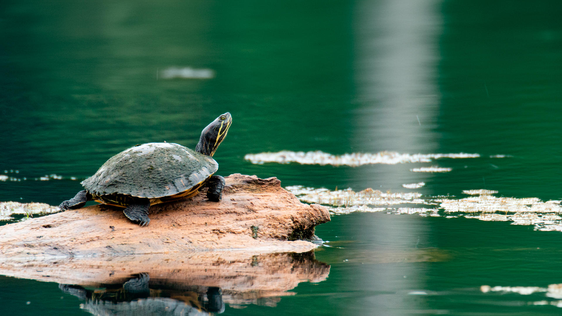 Parque Nacional Tortuguero, Costa Rica, aventura en los canales.