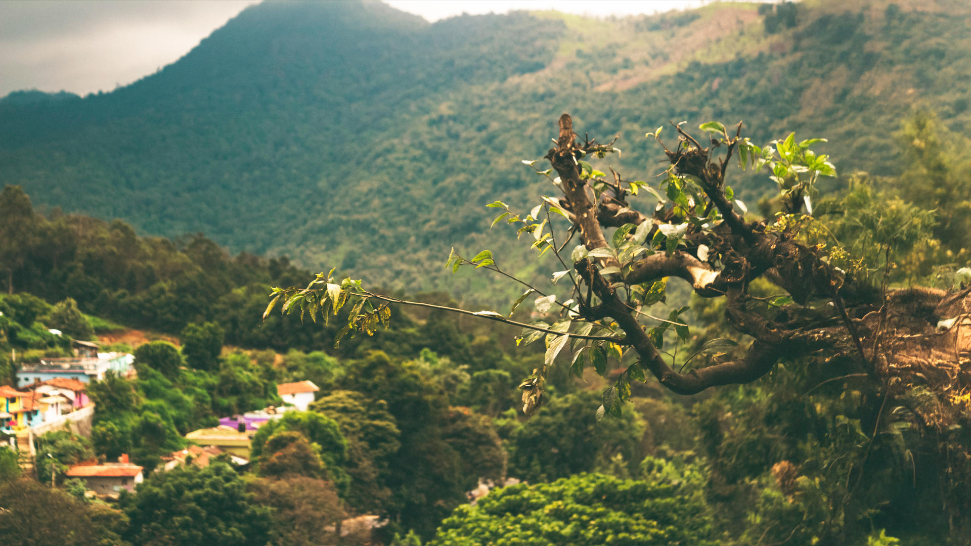 Fotografo Costa Rica: conectándote con lo salvaje.