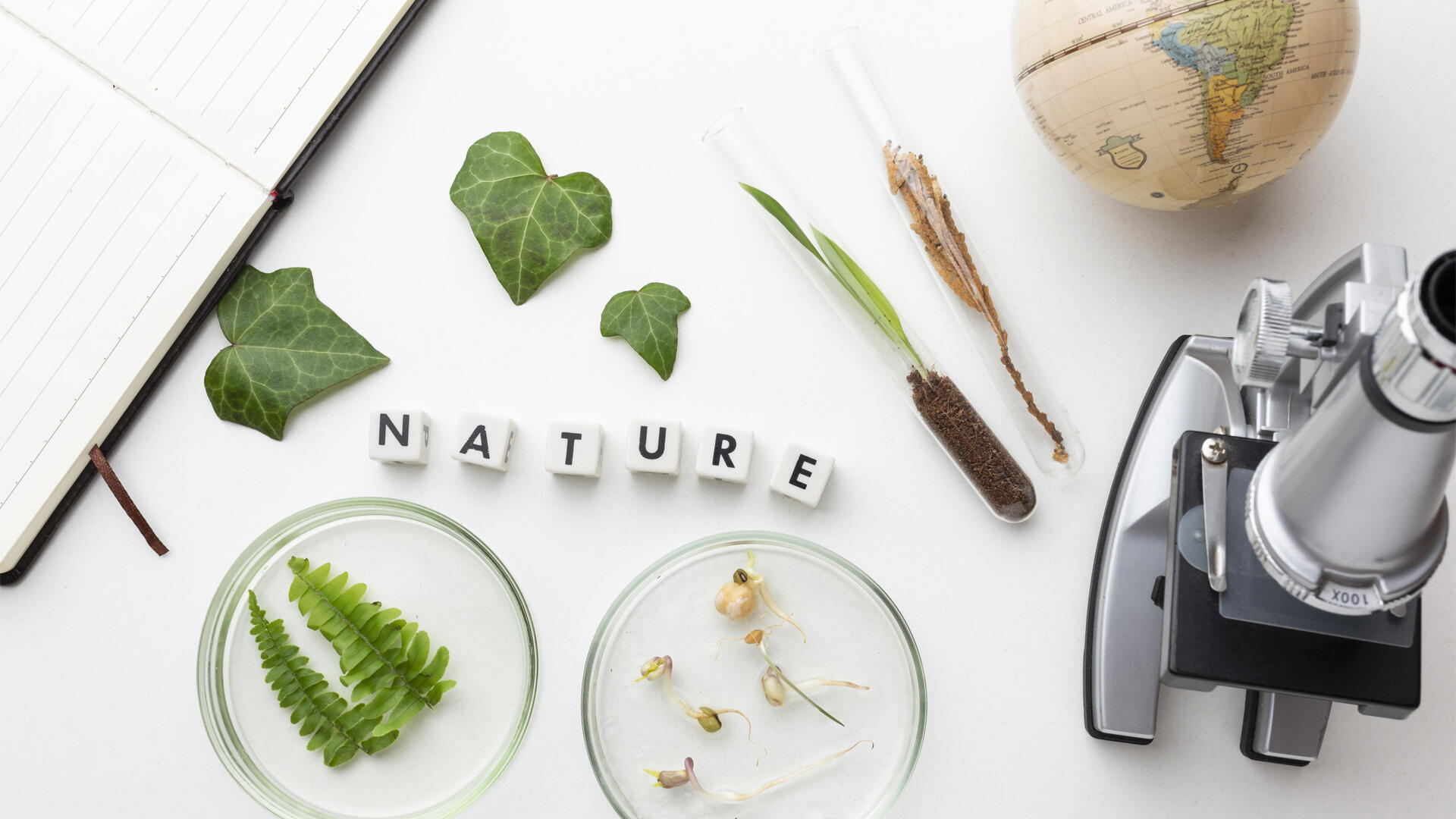 Vocabulario en ingles y español: naturaleza y medio ambiente.