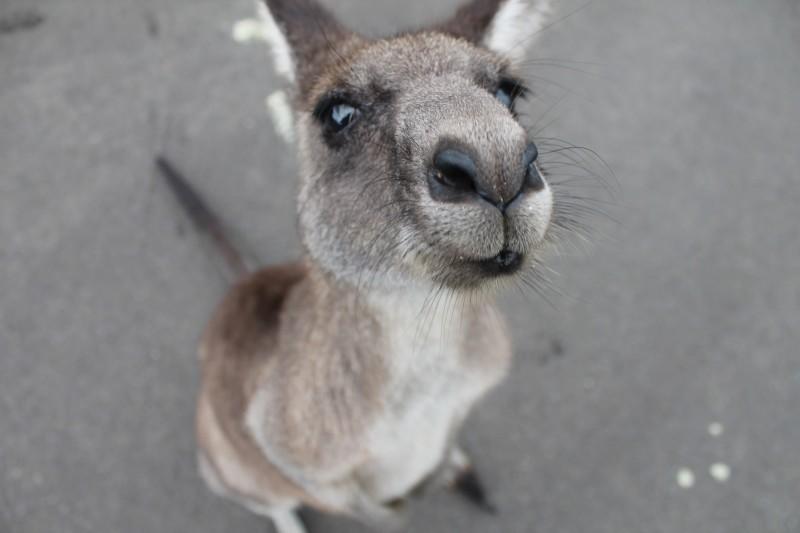 Ich will für Work and Travel nach Australien gehen, was muss ich tun?