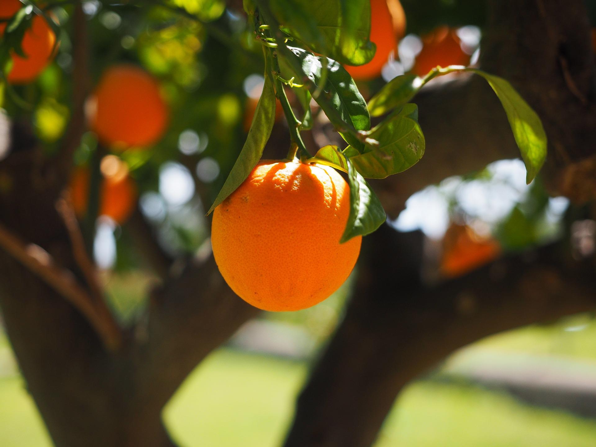 Wie viele Orangen man wohl in Australien pflücken muss, um fließend Englisch sprechen zu können?