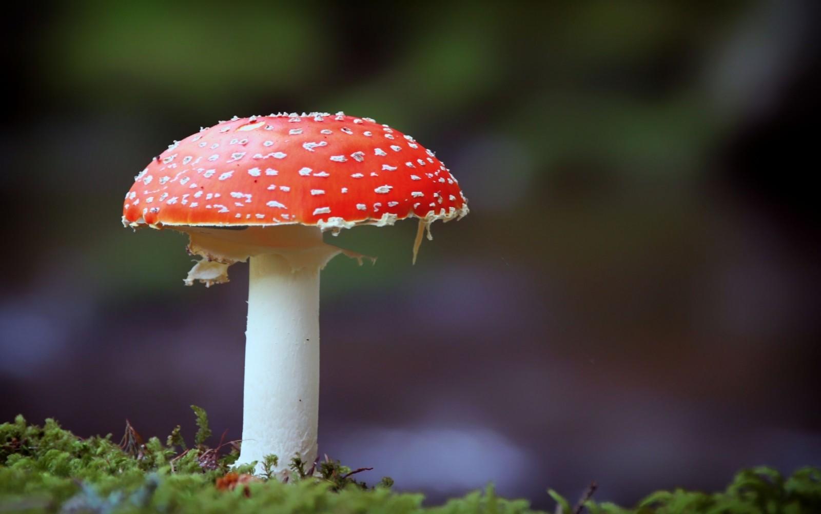 Ein Fliegenpilz ist im deutschen ein Synonym für Gift.