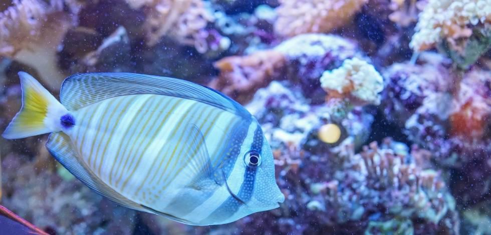 Auf Babelfish steht die Community im Vordergrund