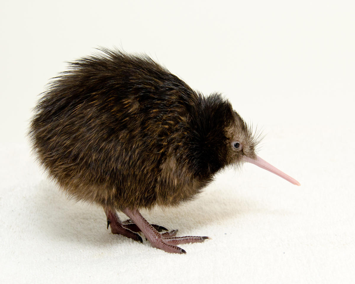 Kiwi steht in Neuseeland nicht nur für die Frucht, sondern auch für den Vogel, den Akzent und die Einwohner des Landes
