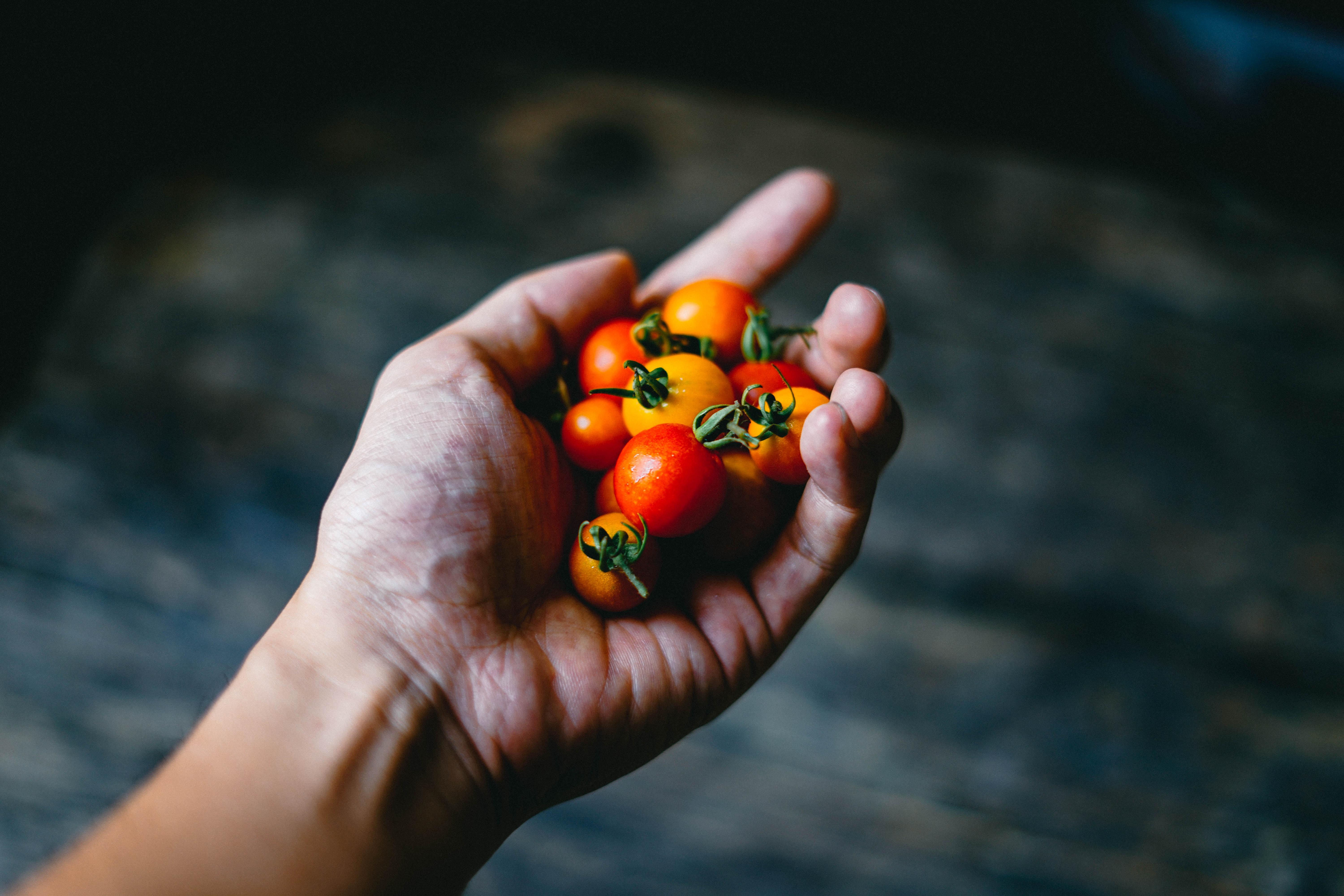 Tomaten sind rund und rot - das muss man erst einmal lernen.