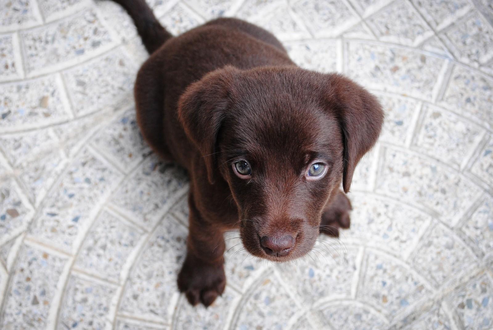 Der Hund will "perro" genannt werden