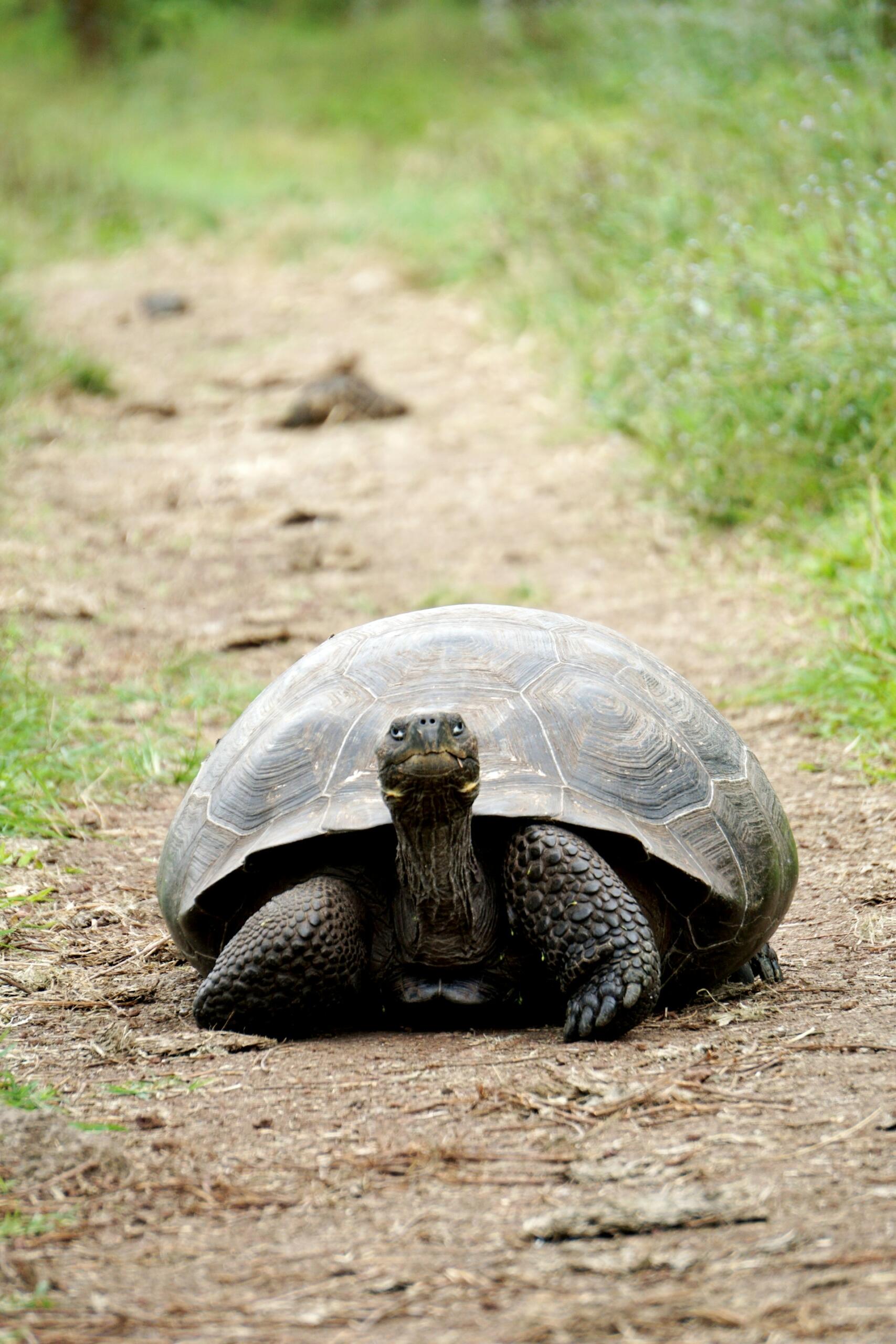Eine große landschildkröte schaut in die Kamera.