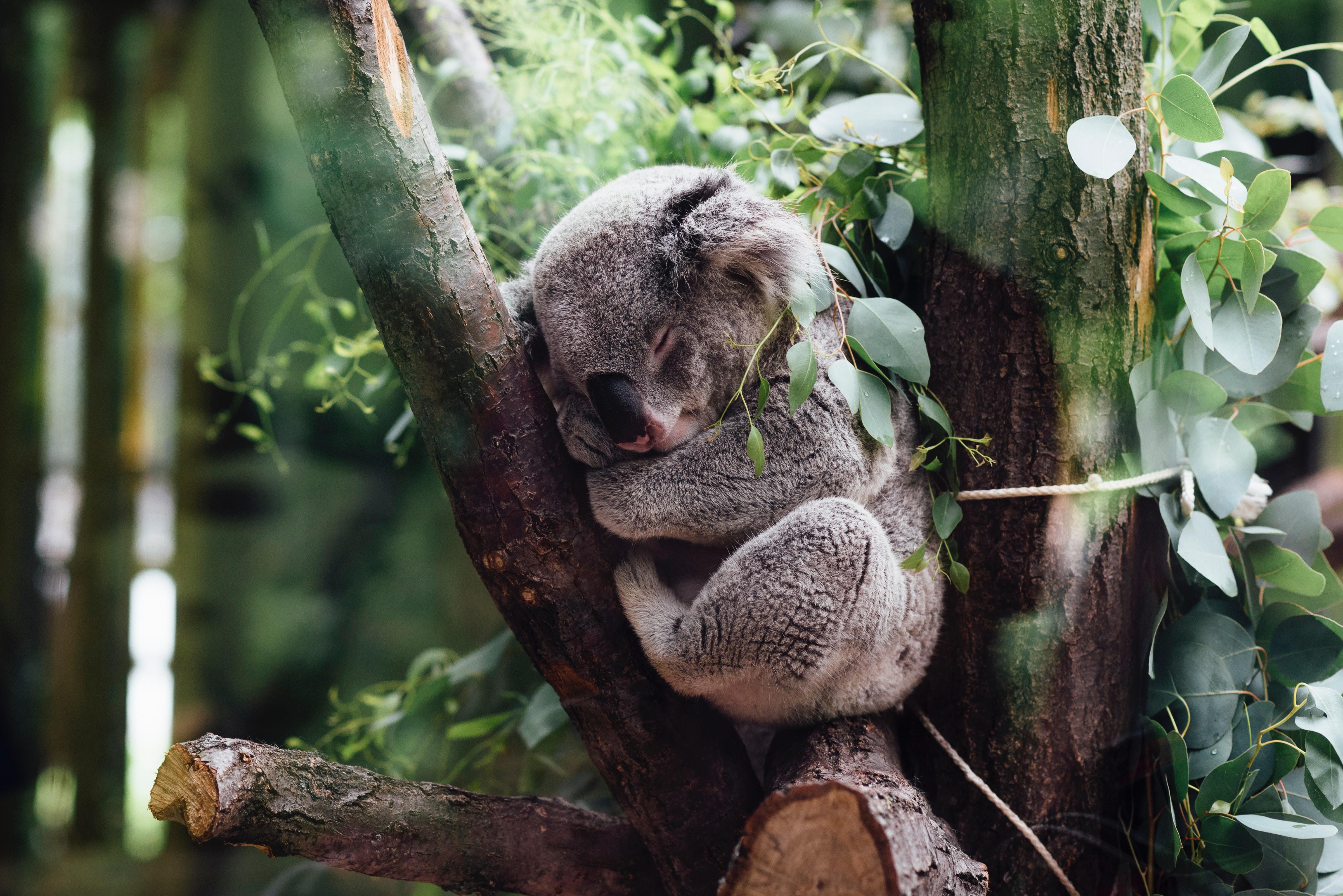 Wie viele Stunden schlafen Koalas?