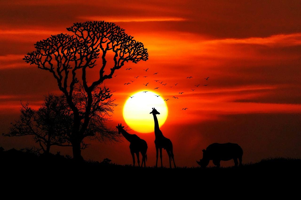 Wie wäre es mit Afrika?