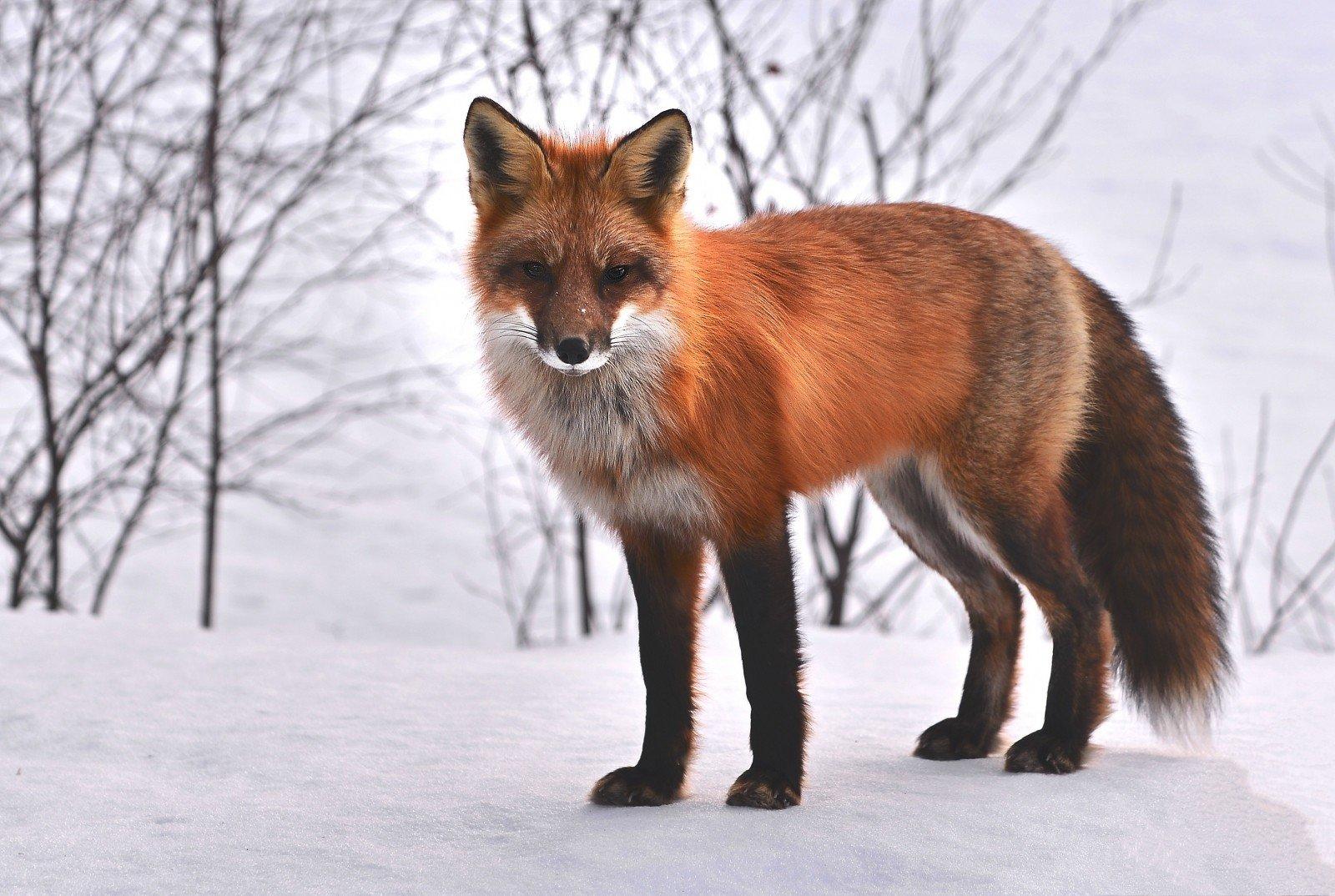 Interessierst Du Dich für Wildfotografie?