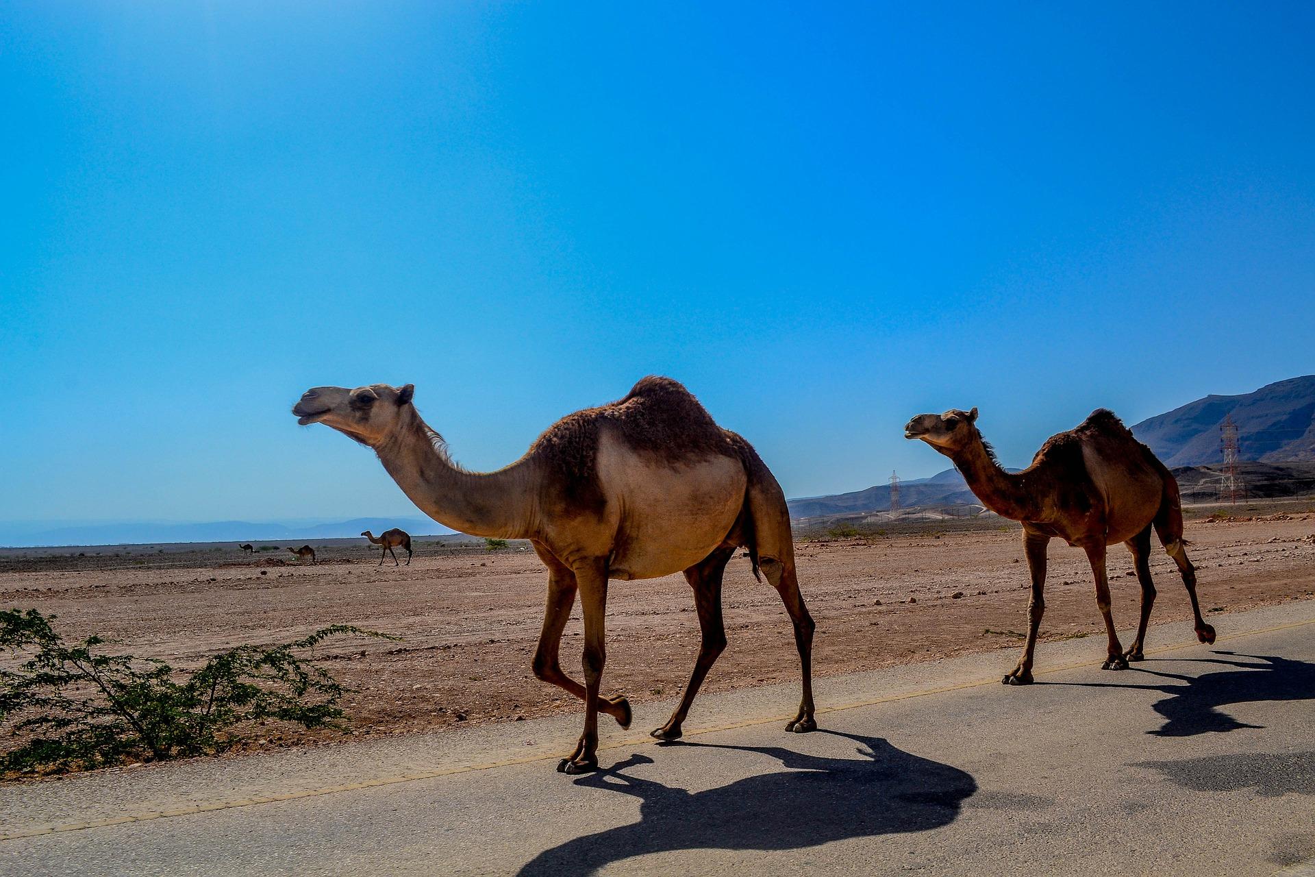 Entdecke die arabische Welt, es lohnt sich!