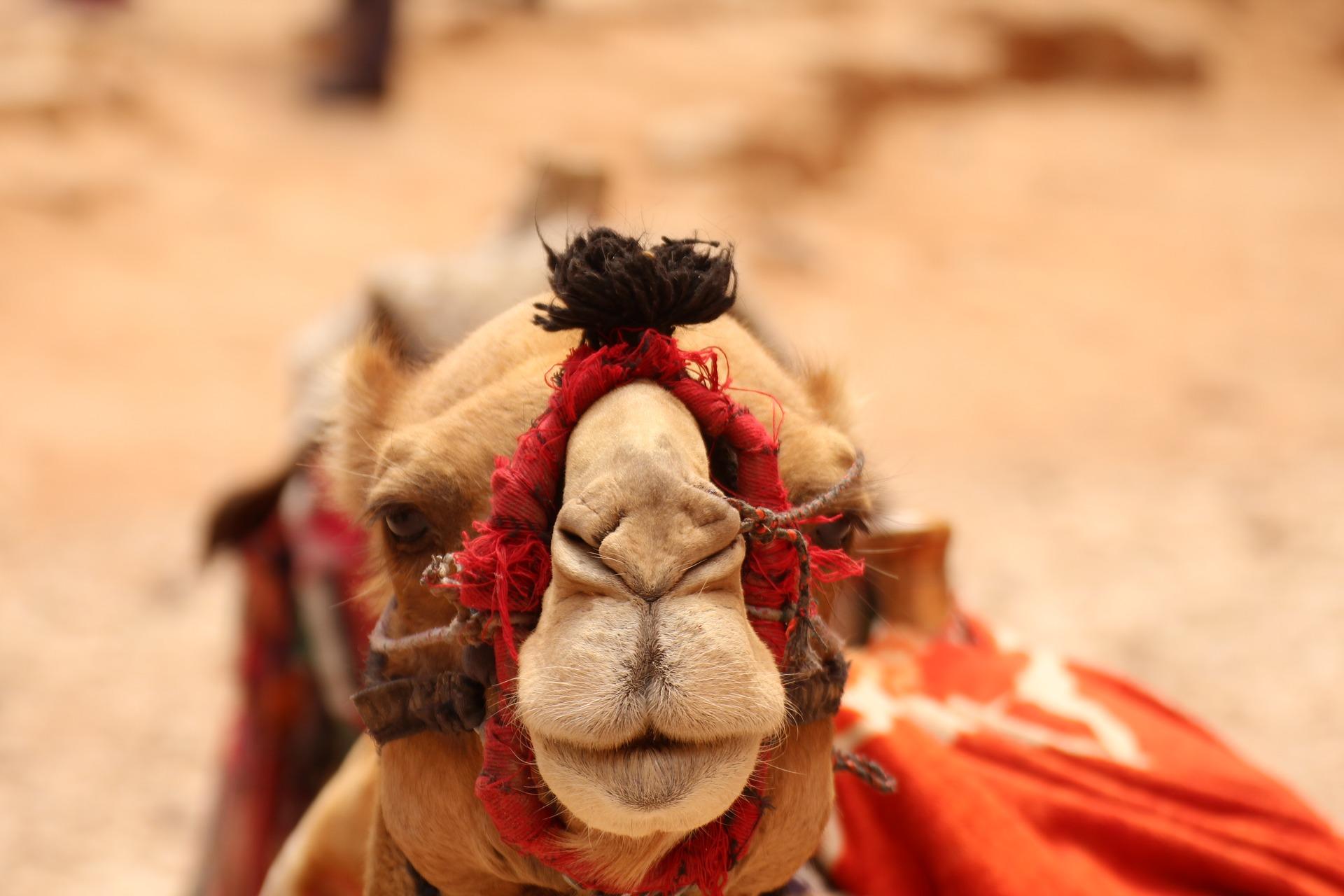 Interessiert Ihr Euch für die arabische Welt?