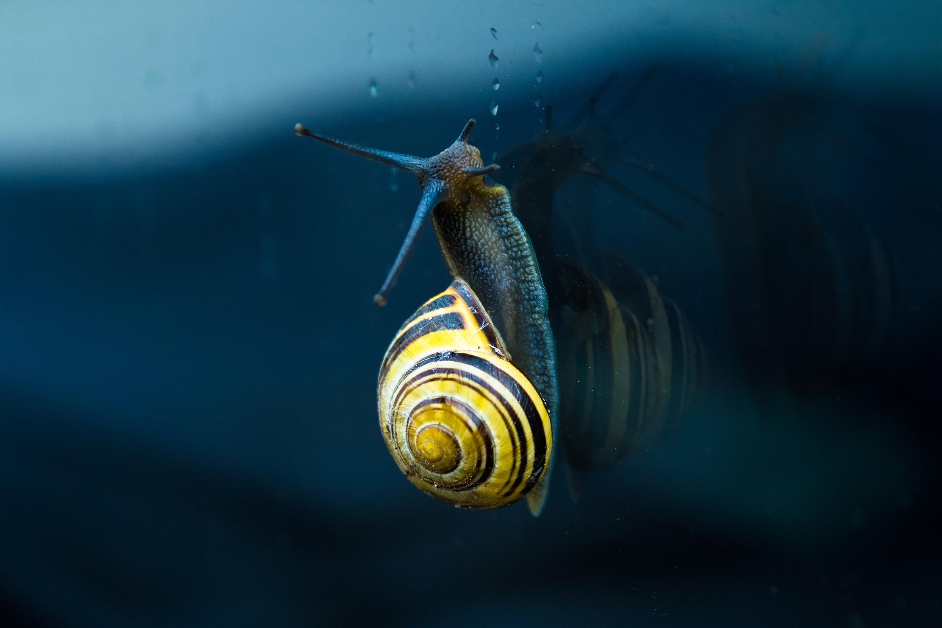 So langsam wie sich die Schnecke fortbewegt, so langsam macht man Fortschritte im Geigenunterricht