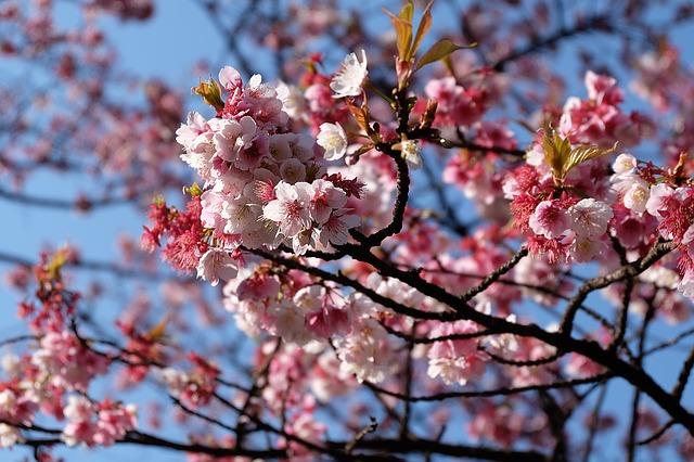 Wieso sollte man in Japan Fotografie studieren?