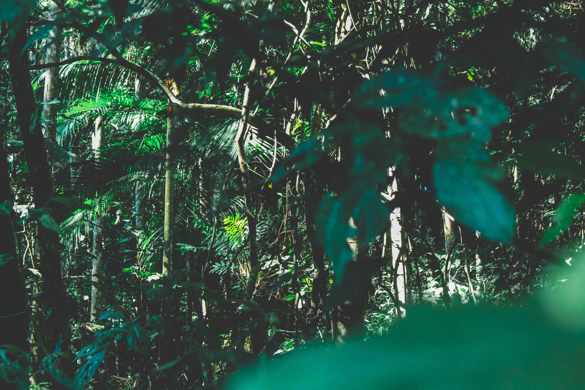 Warst Du schon einmal im Amazonas Gebiet?