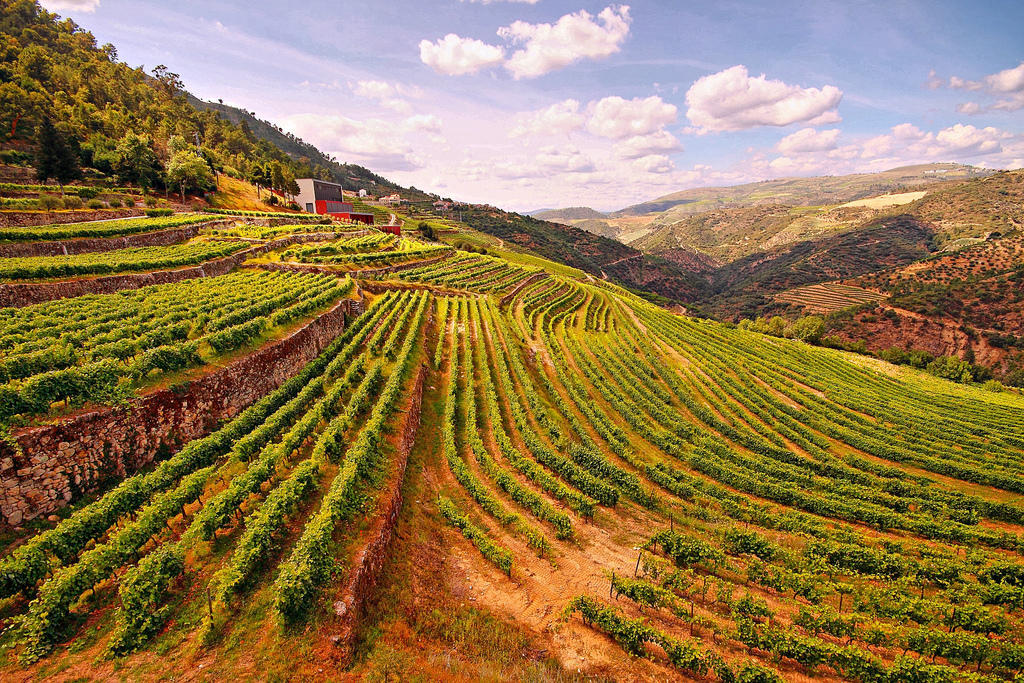 Kennst Du die älteste Weinbauregion der Welt, den Alto Douro?