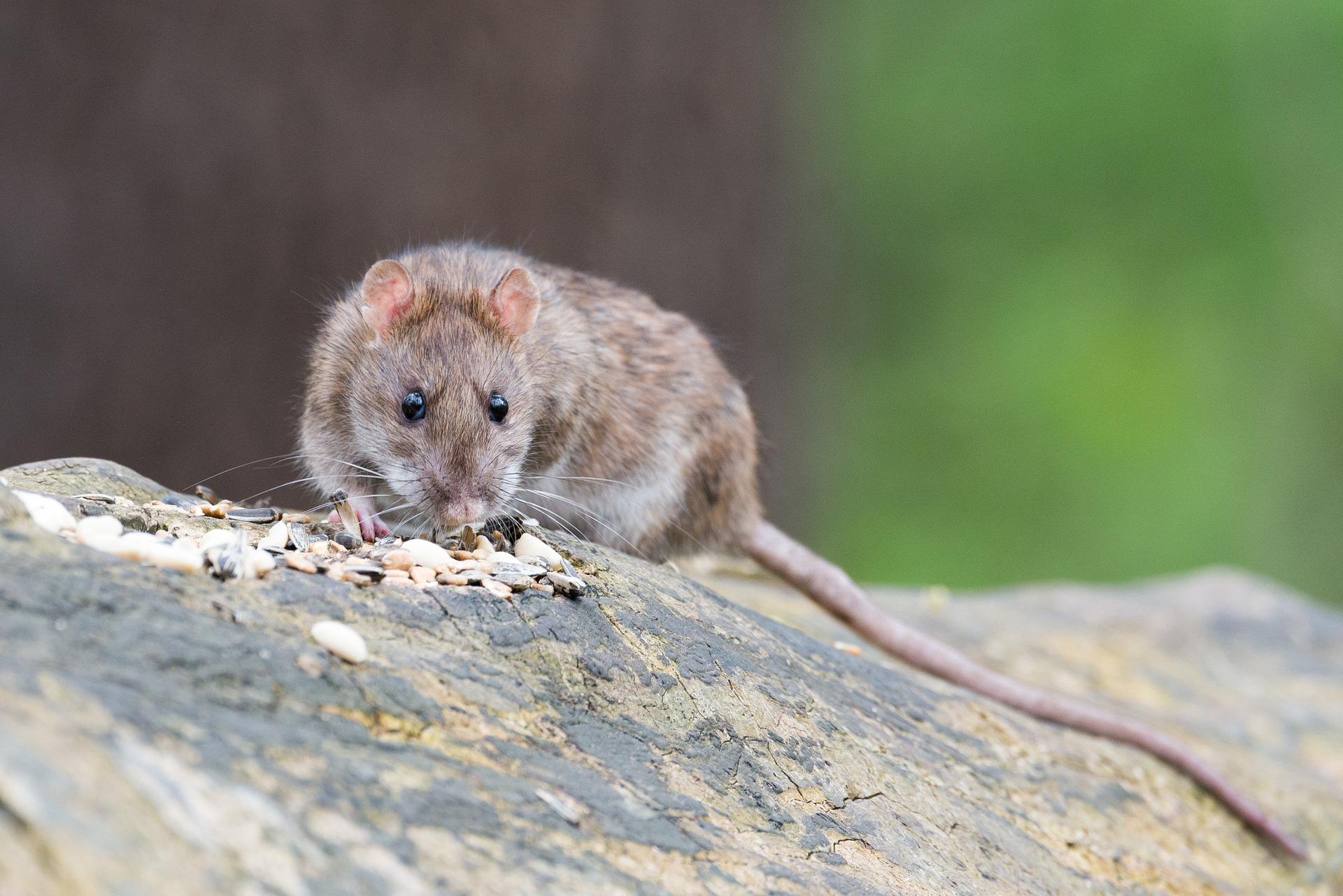 Ratten entsprechen im chinesischen Horoskop nicht den westlichen Vorurteilen.