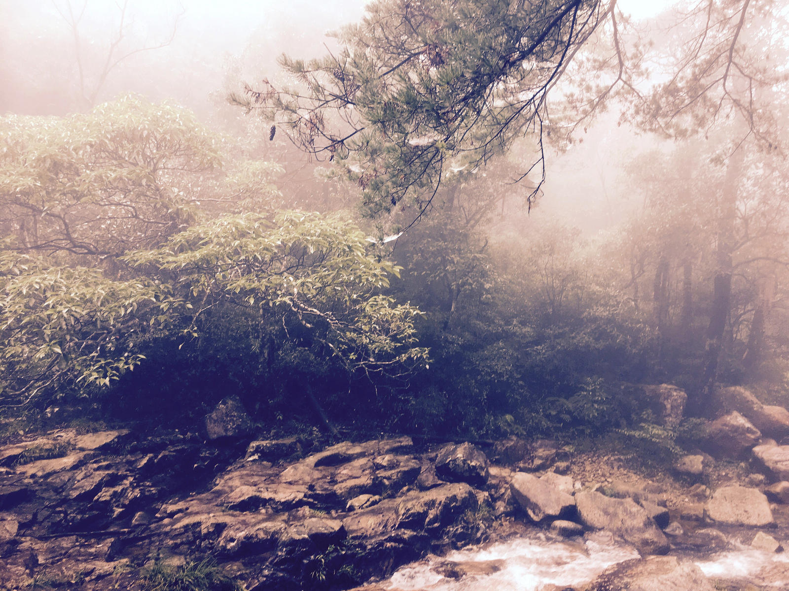 Kennst Du den Mangshan Nationalpark?