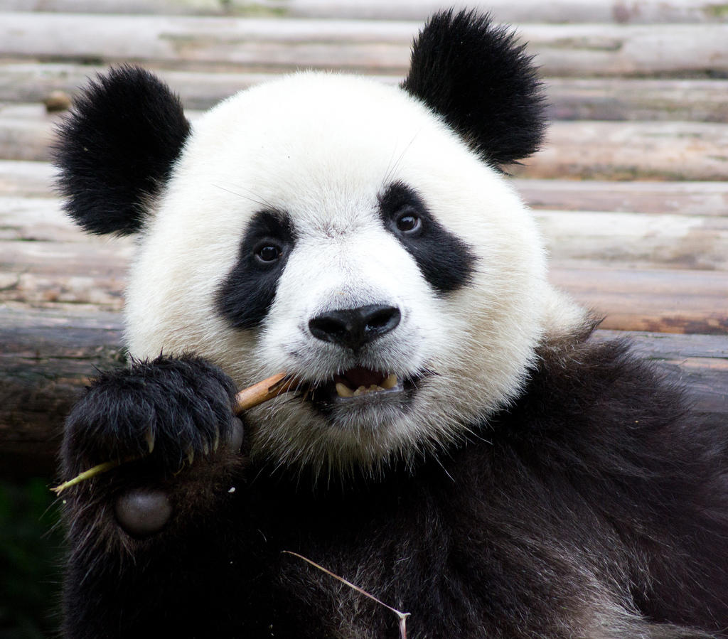 Hast Du schon einmal einen echten Panda gesehen?