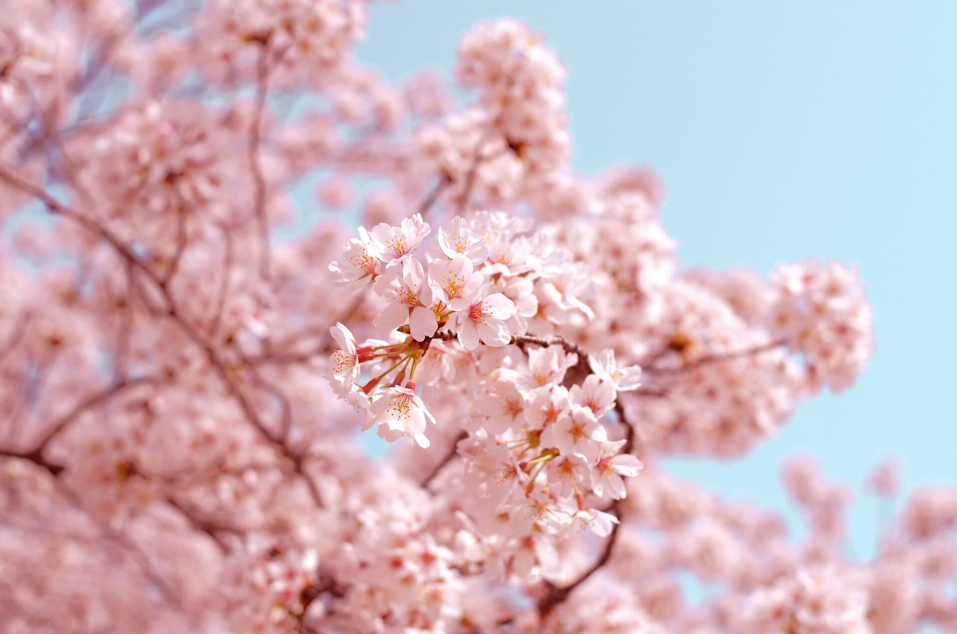 Kirschblüten vor einem blauen Himmel.