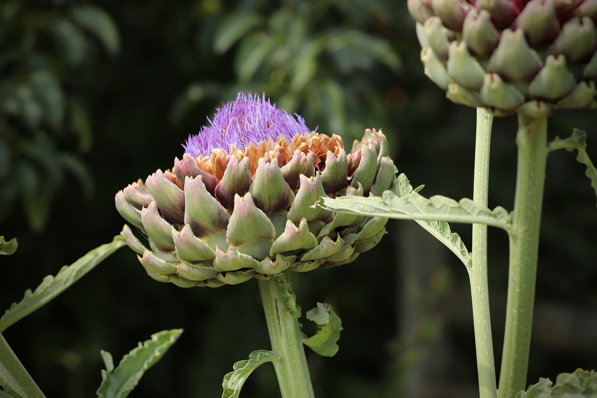 War Picasso ein bisschen verrückt?