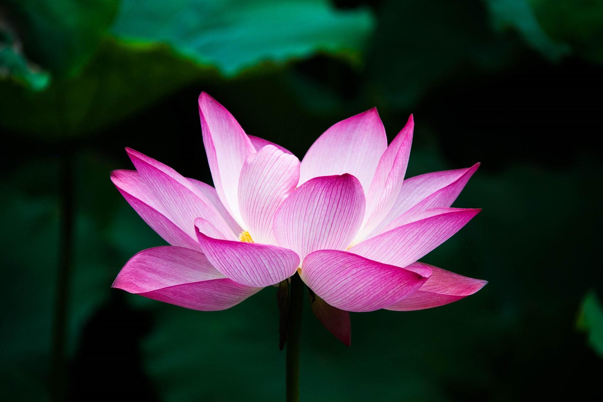 Könntest Du Dir eine Lotusblume als Tattoo vorstellen?