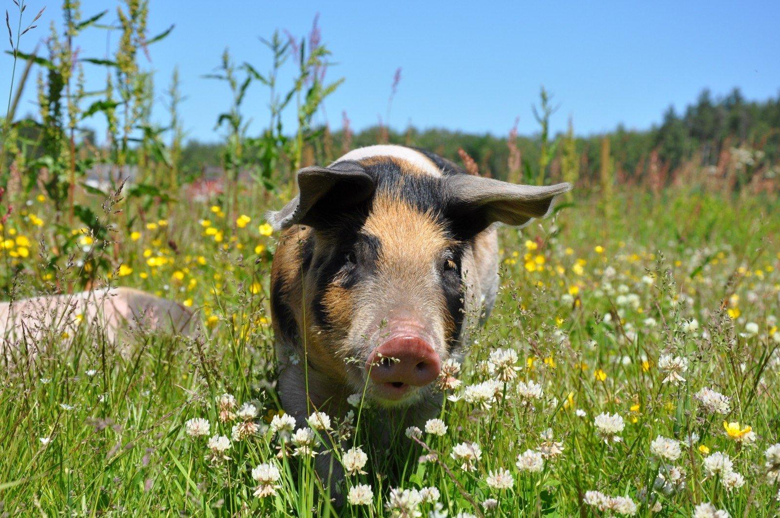 Wusstest Du, dass wir im Jahr des Erd-Schweins sind?