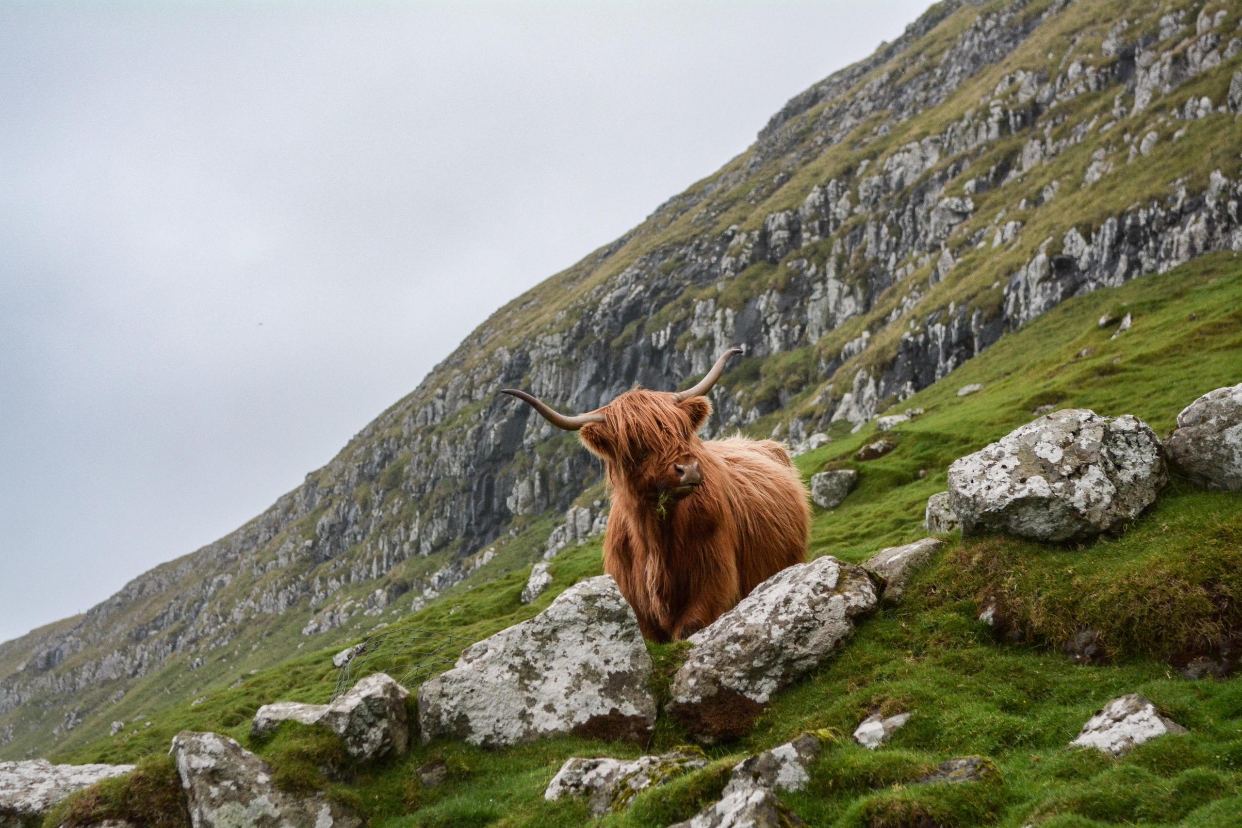 Ob die HIghlandrinder Englisch verstehen?