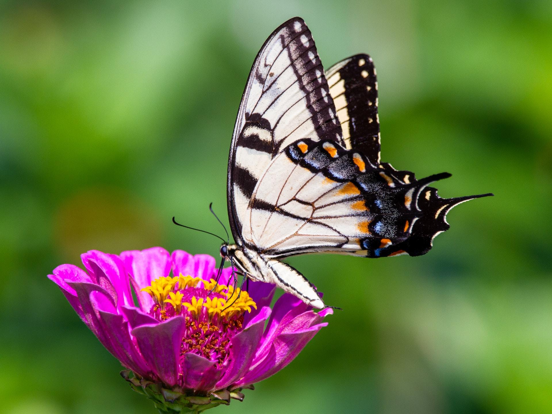 Der Schmetterling wie dieser Segelfalter an einer pinken Blume ist auch ein mathematisches Symbol.