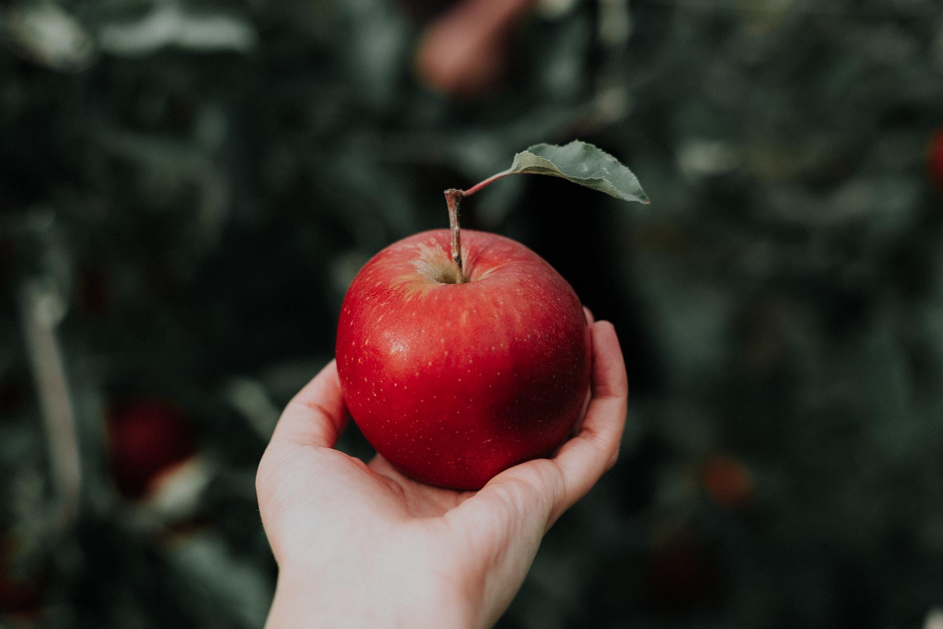Eine Hand hält einen roten Apfel mit einem grünen Blatt und hilft uns die gesetzmässigkeit von Gravitation zu verstehen.