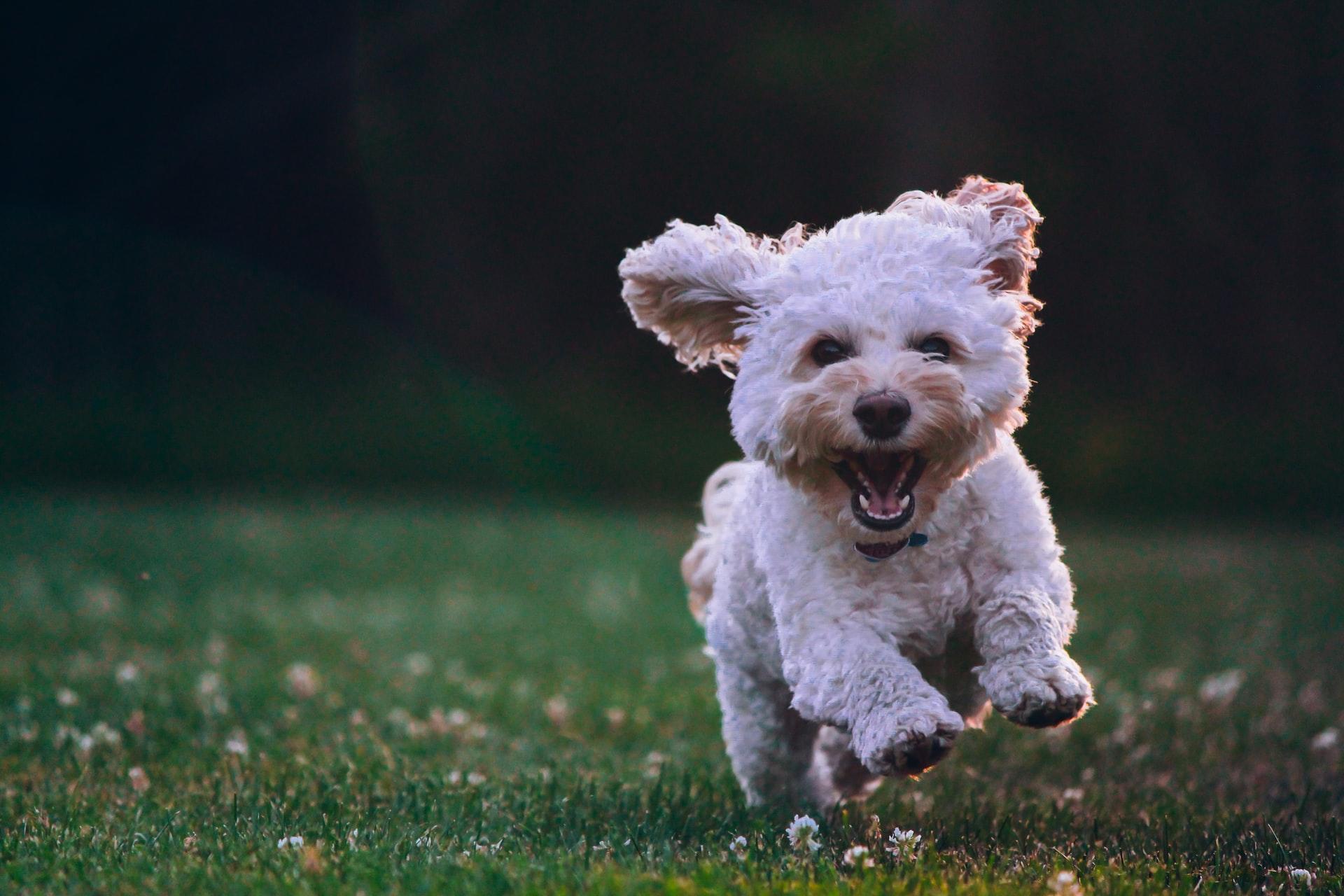 Wie sagt man "Der Hund frisst den Knochen" auf Japanisch?