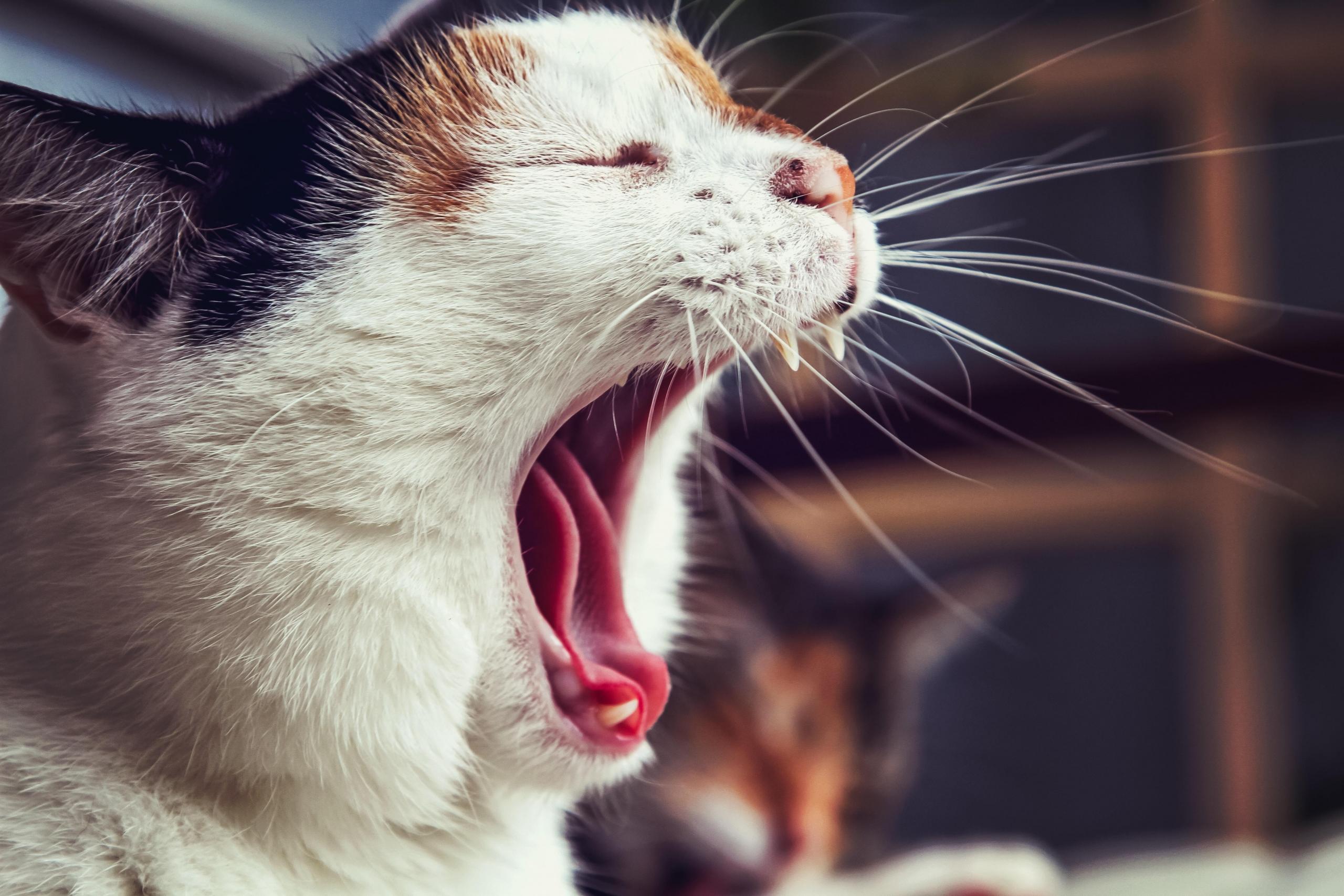 Wer beim Singen in den Bauch atmet beugt Heiserkeit vor.