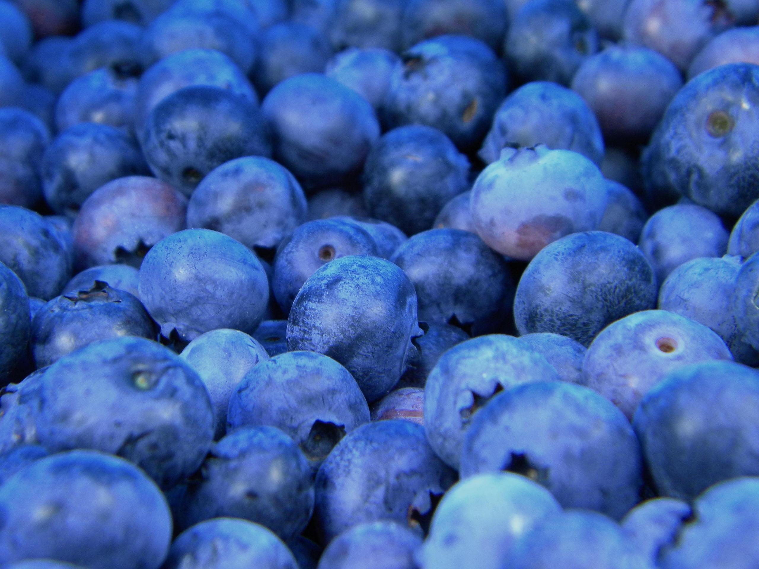 Blaubeeren stärken das Gedächtnis und helfen beim Auswendig Lernen.