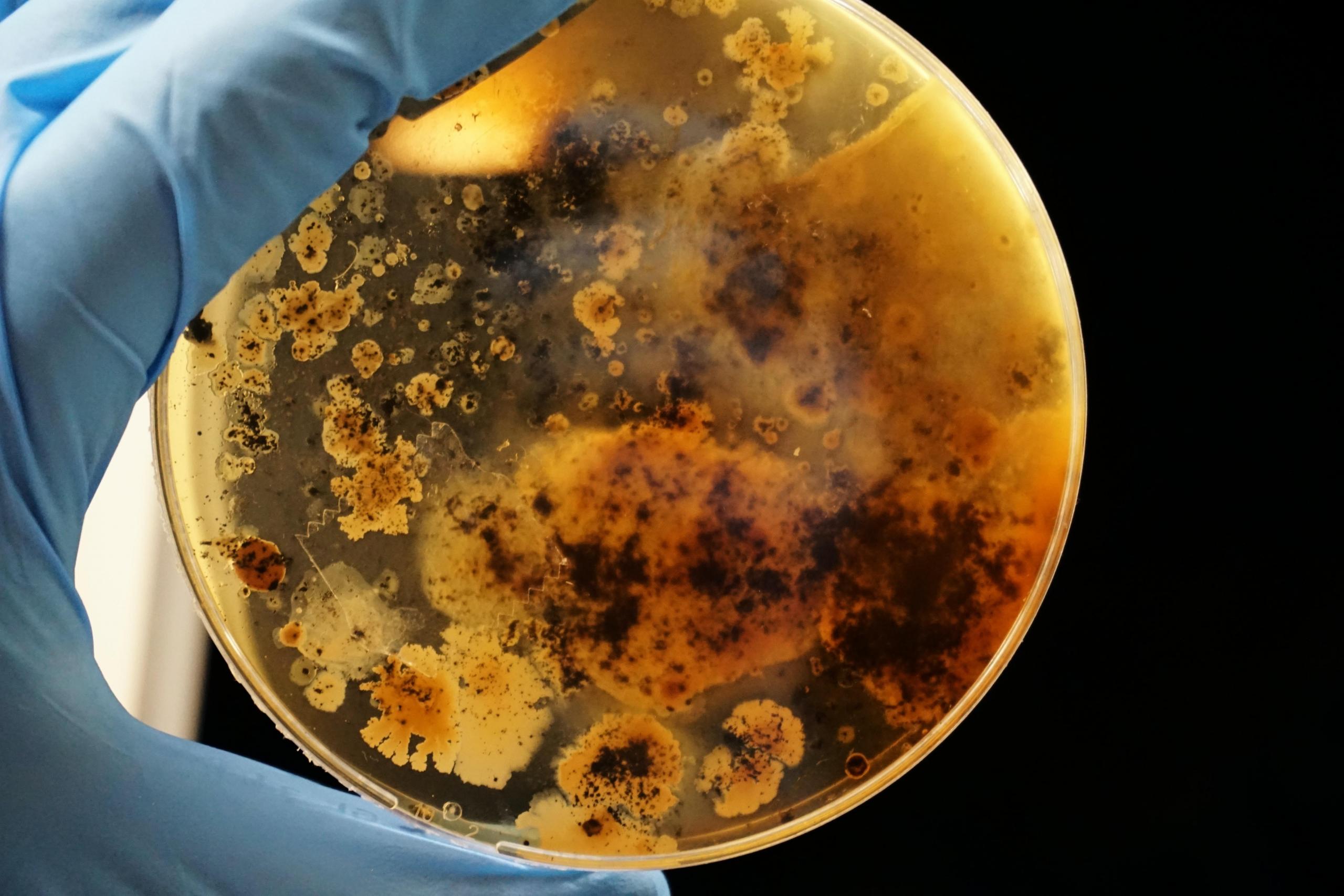 Wer Naturwissenschaften mag, sollte sich ein paar Disziplinen der Biologie anschauen!