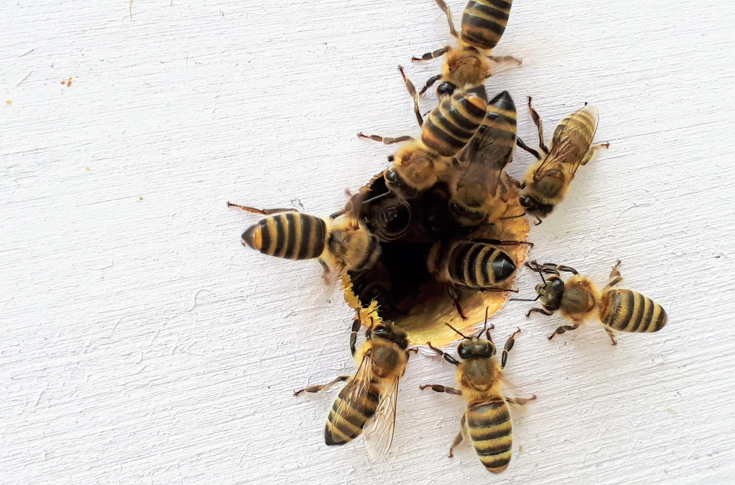 Bienenstiche sind sauer, Wespenstiche basisch.