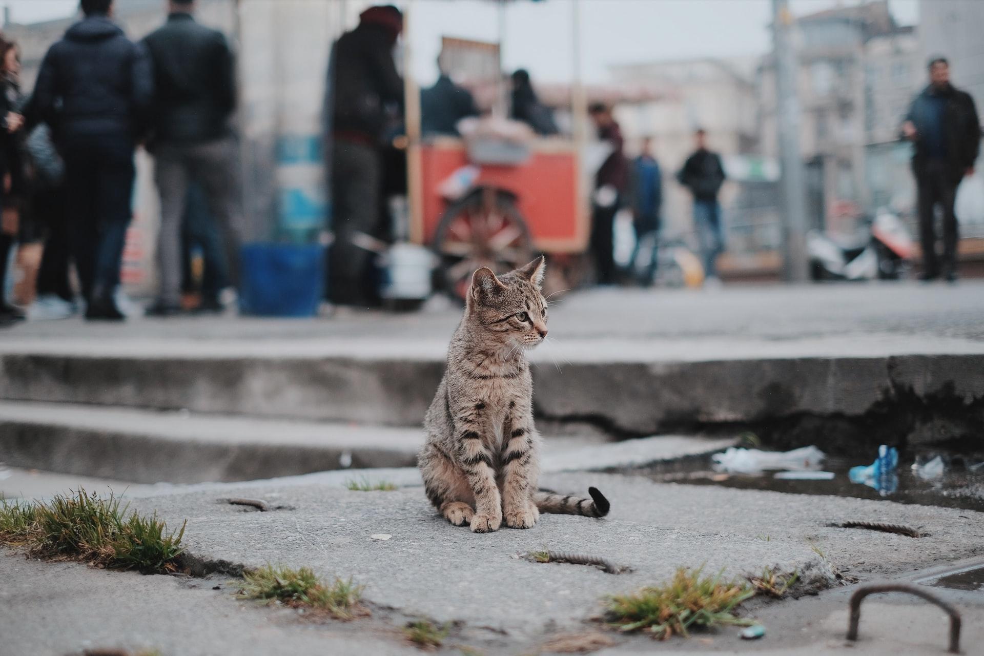 Wusstest Du, dass Istanbul bekannt ist für die vielen Katzen?