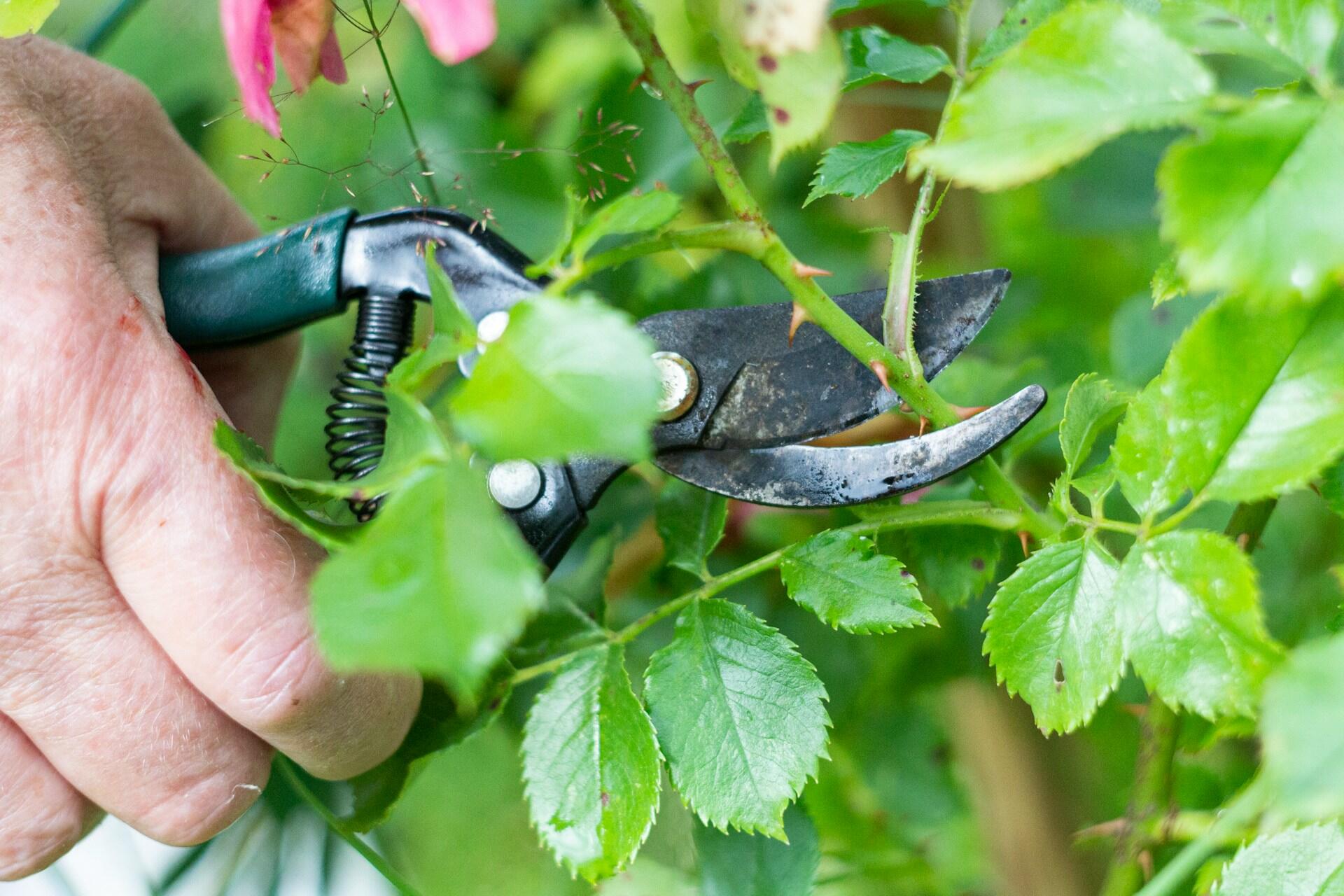 Hand schneidet mit Gartenschere Rosenzweig.