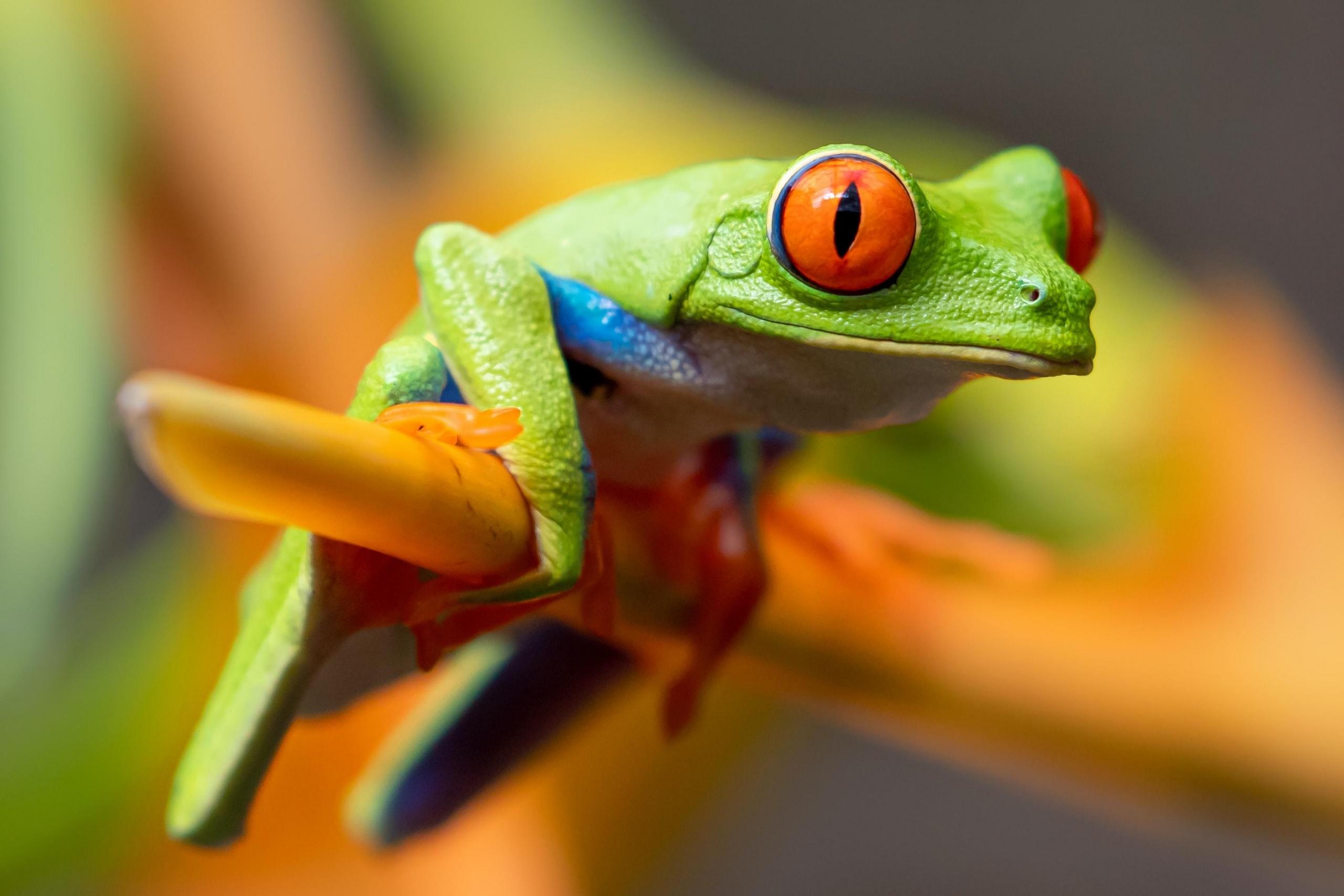 Das französische Wort für Frosch ist Grenouille.